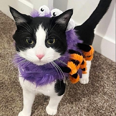 Romeo, ADOPTABLE, Adult Male Domestic Short Hair.