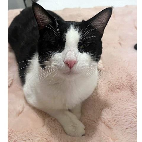 Enlarge Romeo, a ADOPTABLE Domestic Short Hair in Salt Lake City, UT image 2/2