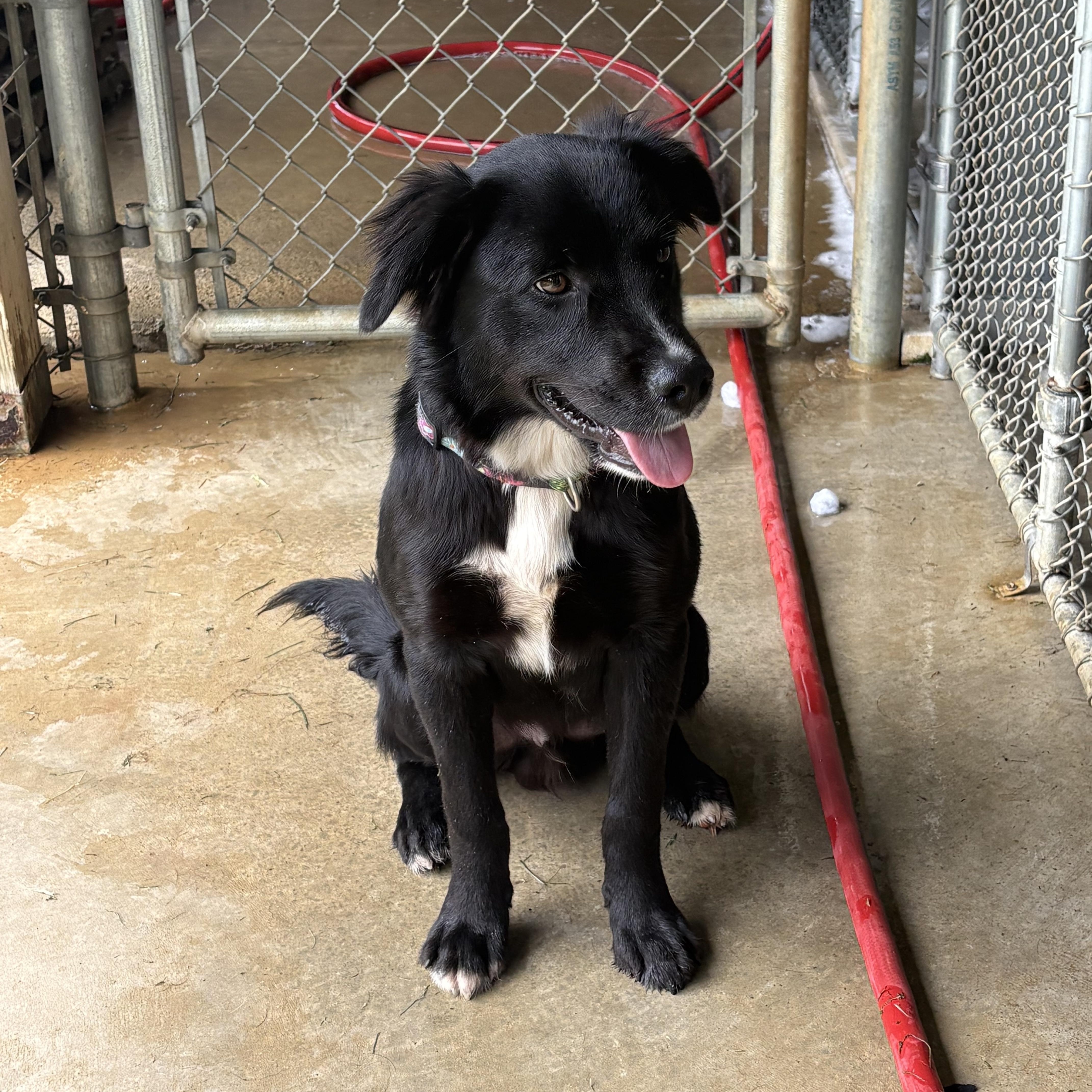 Enlarge Salem, a ADOPTABLE mixed breed in Bardstown, KY image 2/5