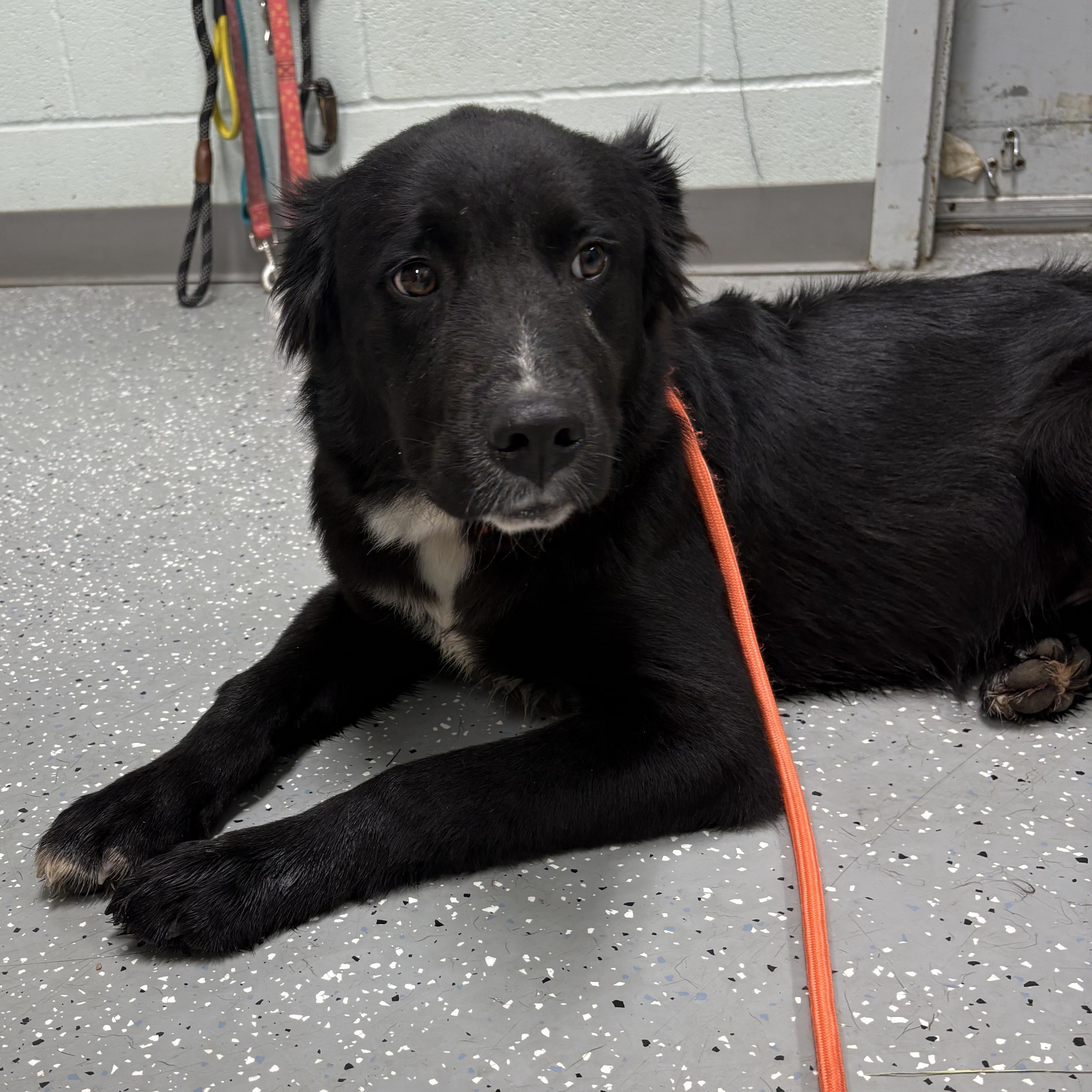 Enlarge Salem, a ADOPTABLE mixed breed in Bardstown, KY image 4/5