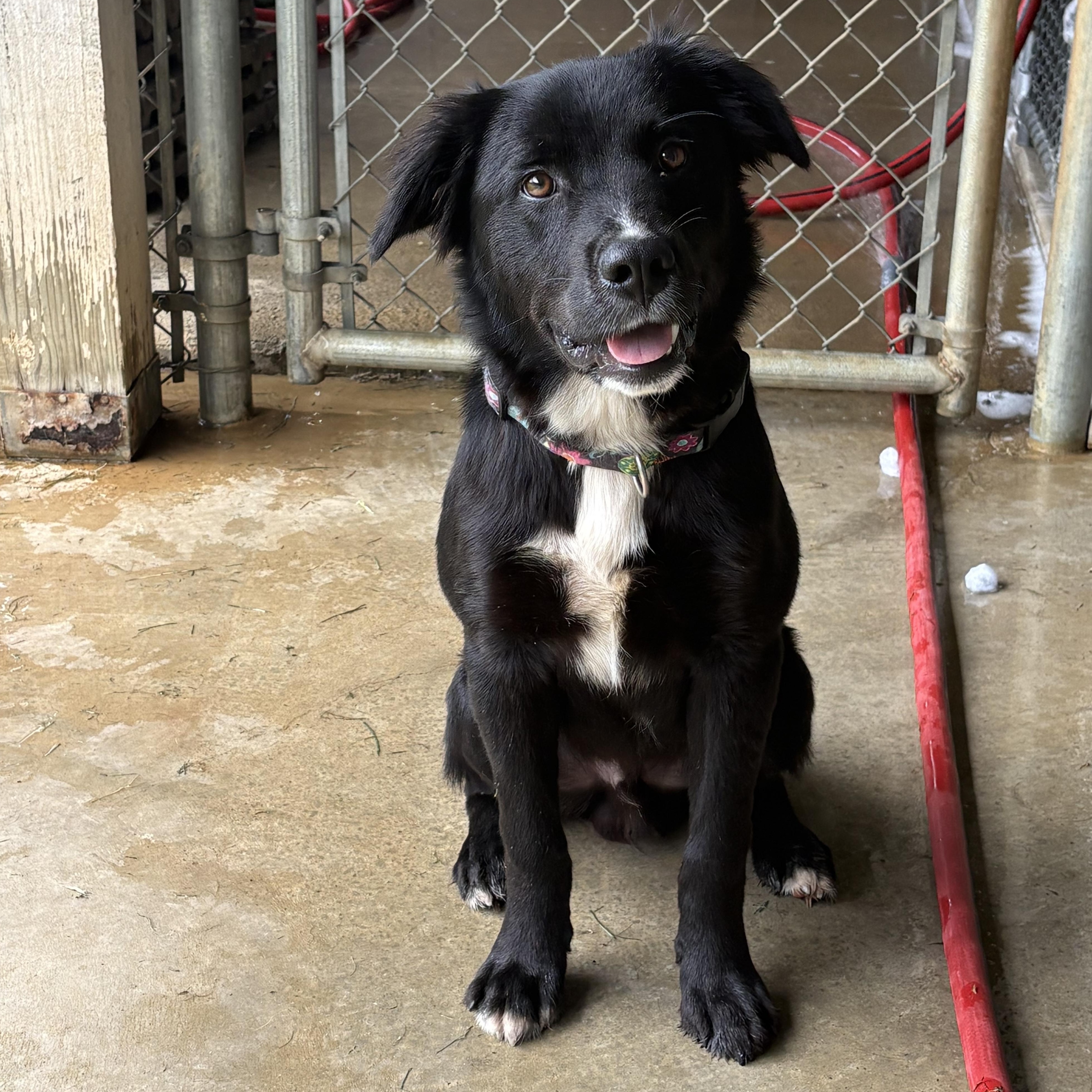 Enlarge Salem, a ADOPTABLE mixed breed in Bardstown, KY image 1/5