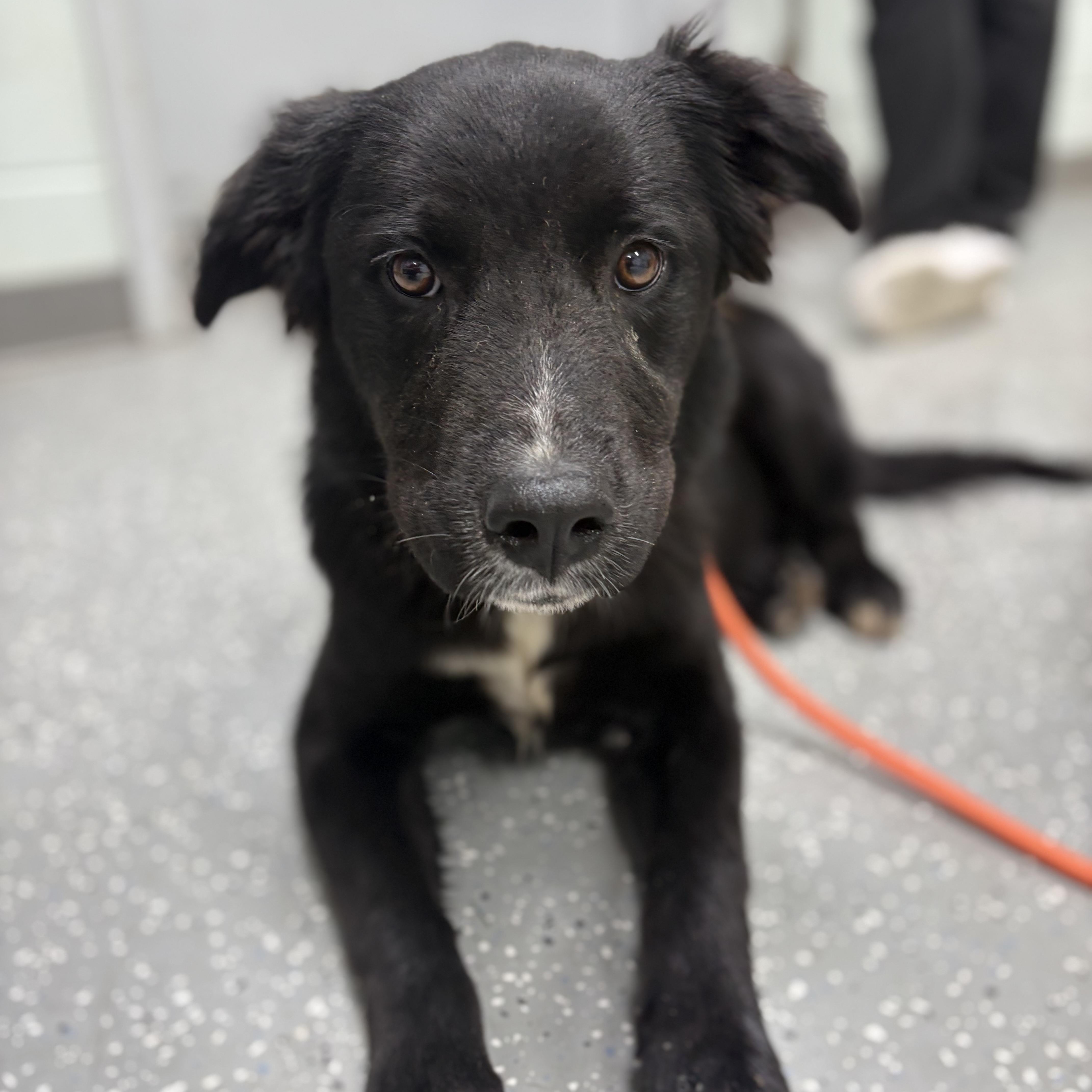Enlarge Salem, a ADOPTABLE mixed breed in Bardstown, KY image 3/5