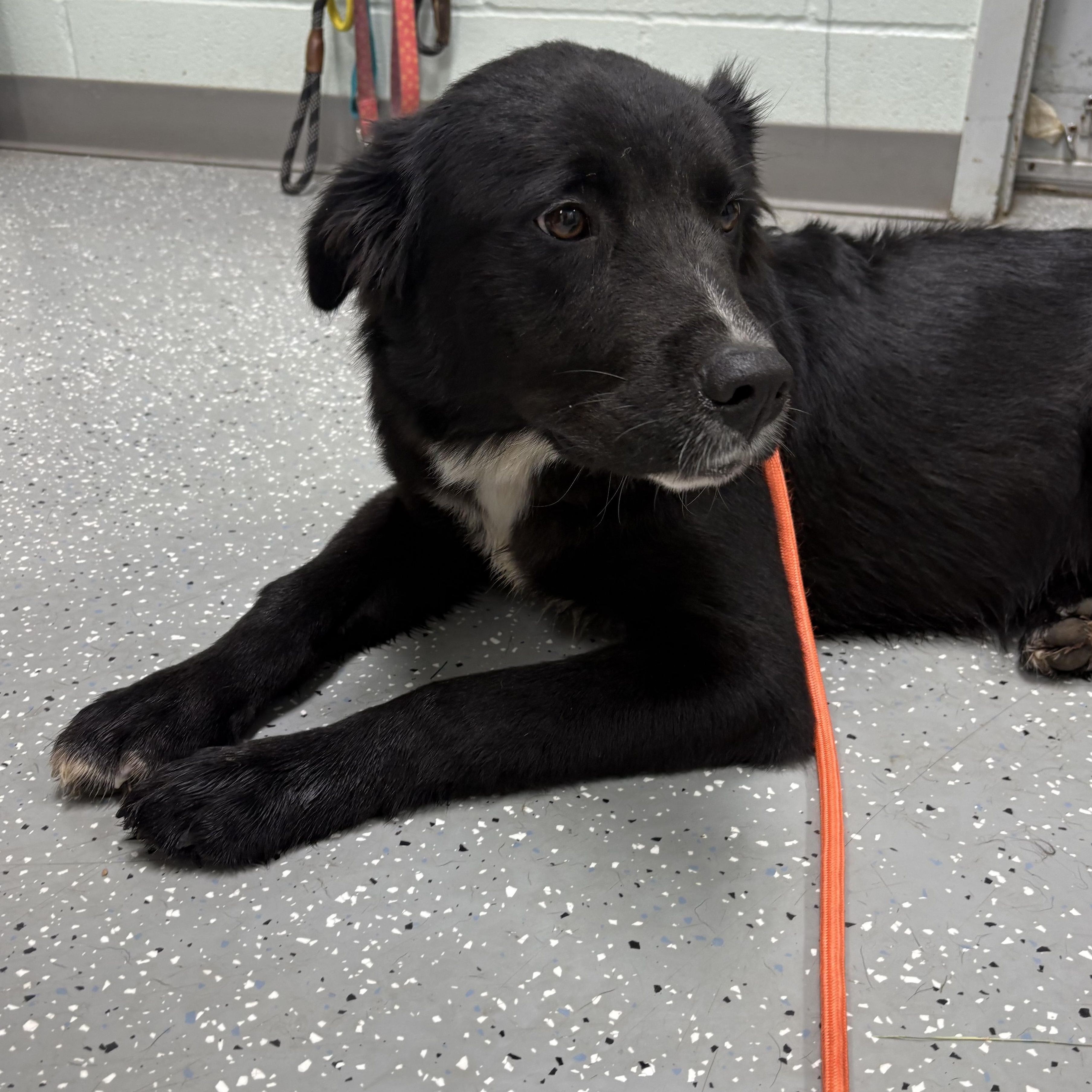 Enlarge Salem, a ADOPTABLE mixed breed in Bardstown, KY image 5/5