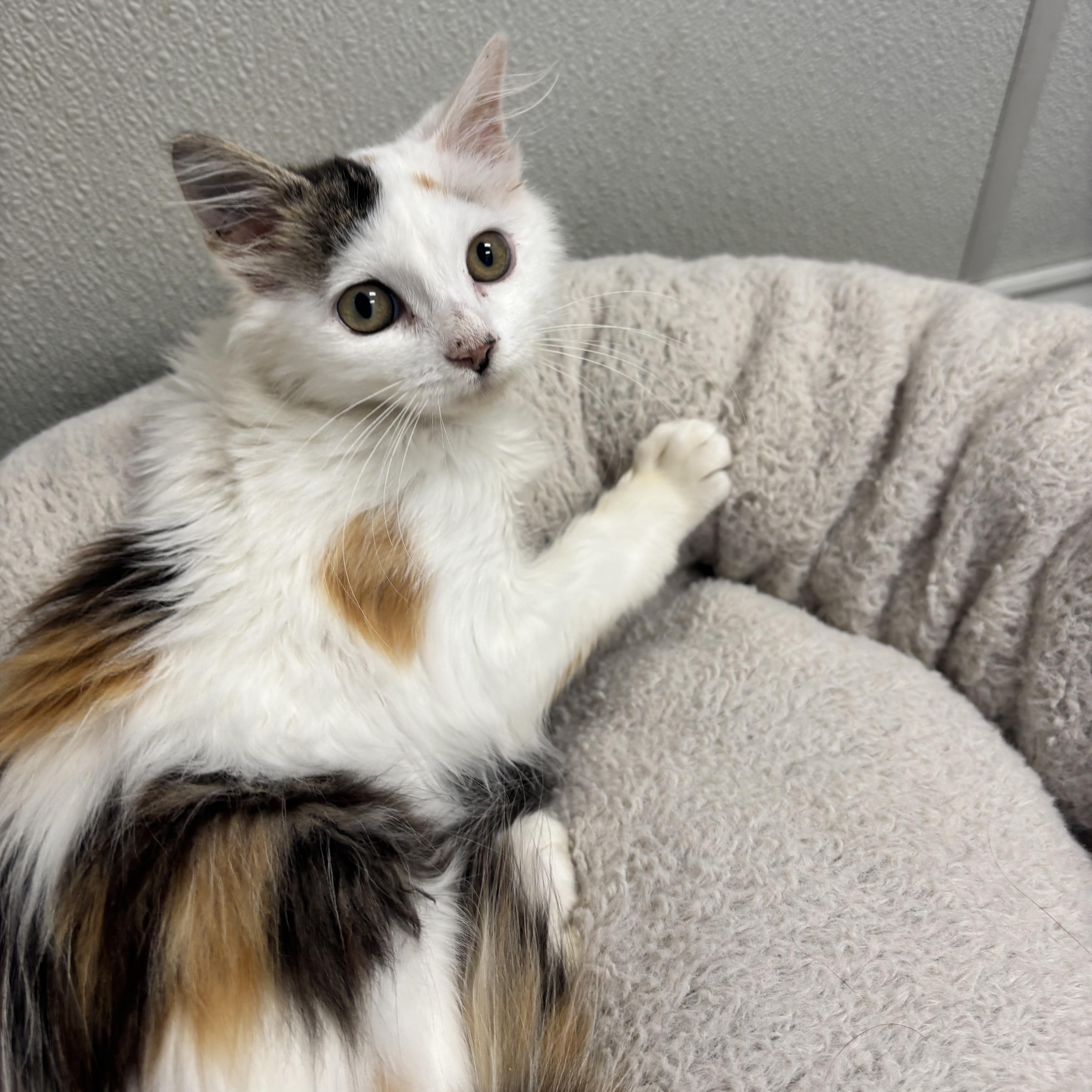 Duchess, Adoptable, Kitten Female Domestic Medium Hair.