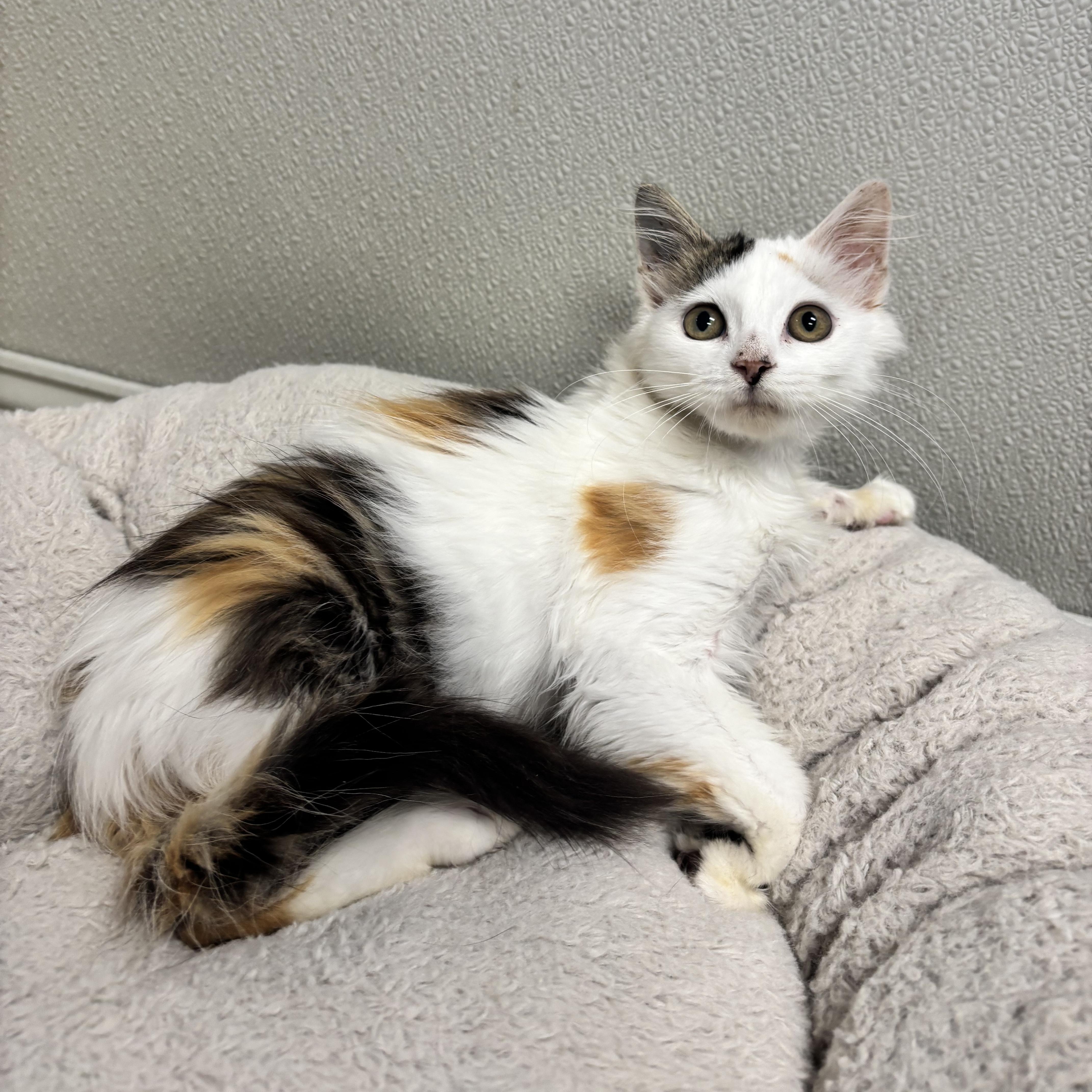 Enlarge Duchess, a Adoptable Domestic Medium Hair in Fall River, MA image 2/2