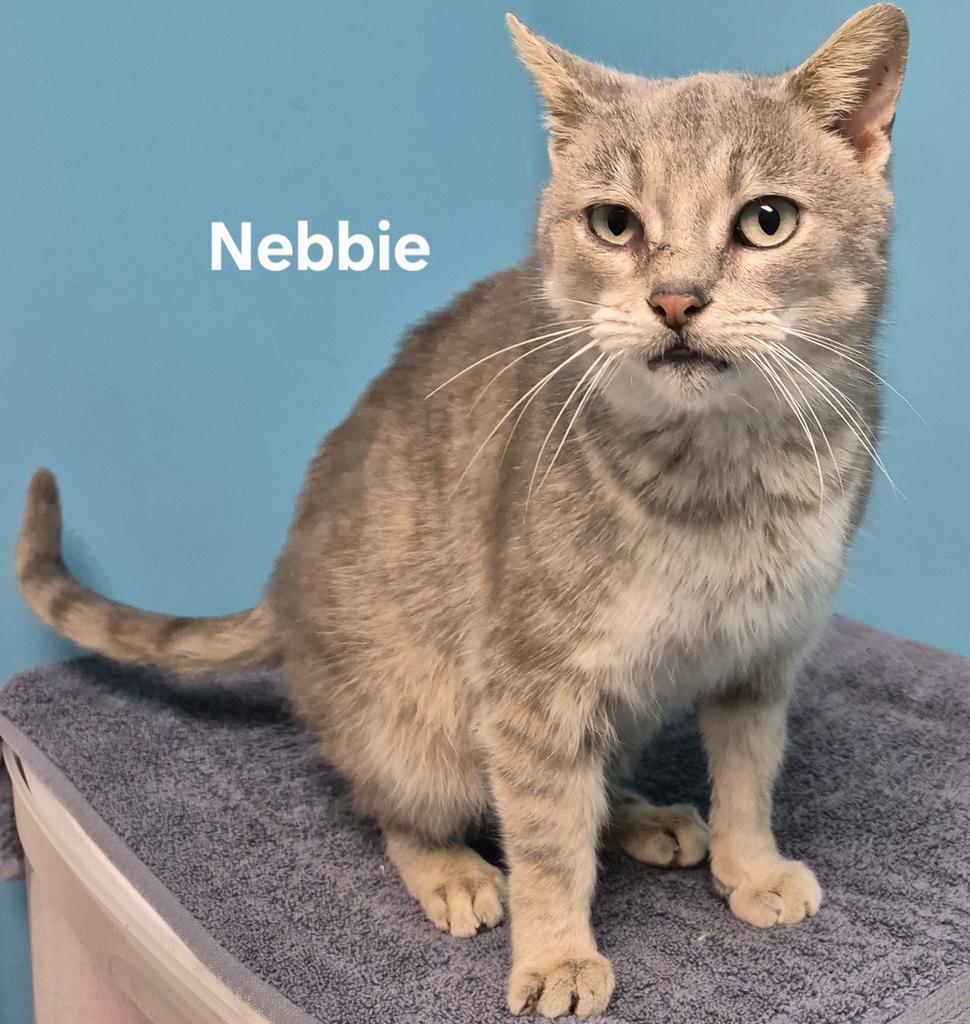 Nebbie, Adoptable, Young Female Domestic Short Hair.