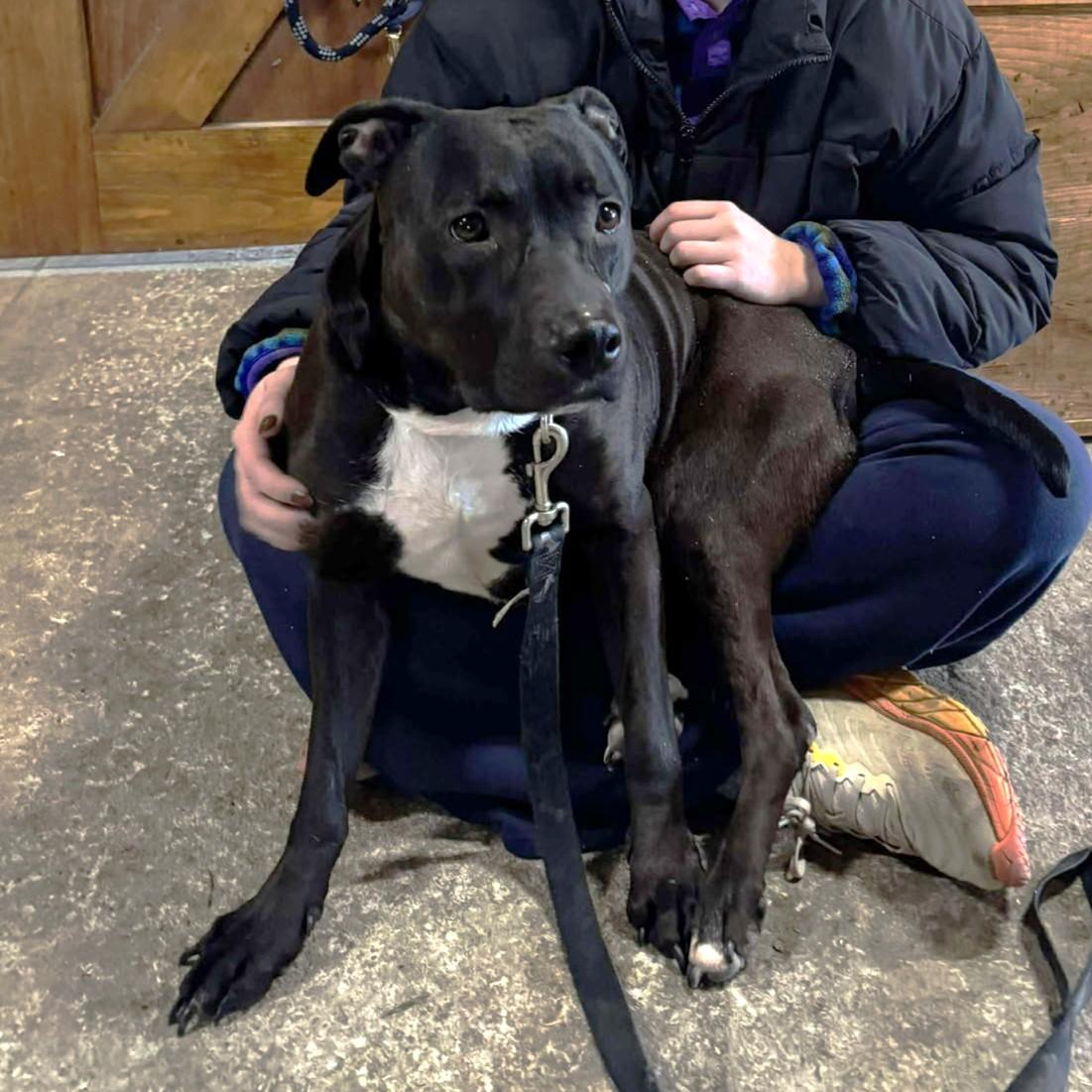 Enlarge Libby (5 years old), a ADOPTABLE mixed breed in Albany, NY image 2/2