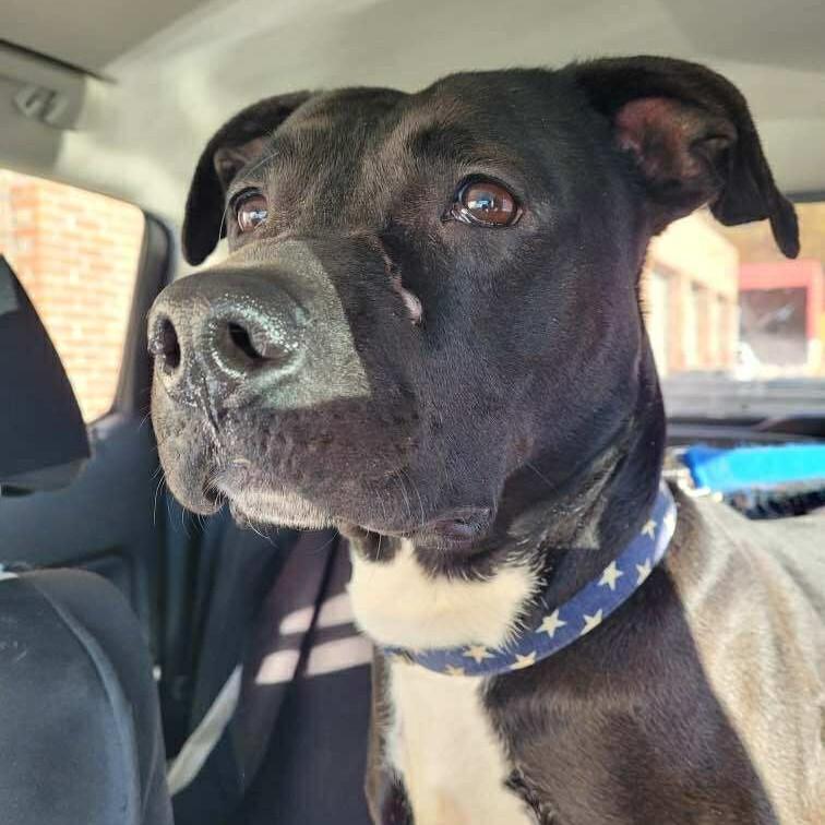 Enlarge Libby (5 years old), a ADOPTABLE mixed breed in Albany, NY image 1/2