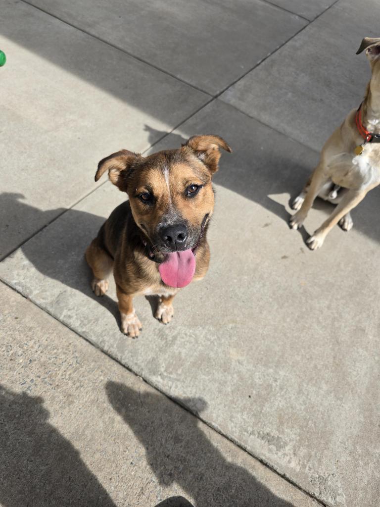 Moose, Adoptable, Young Male Black Mouth Cur & Mixed Breed.