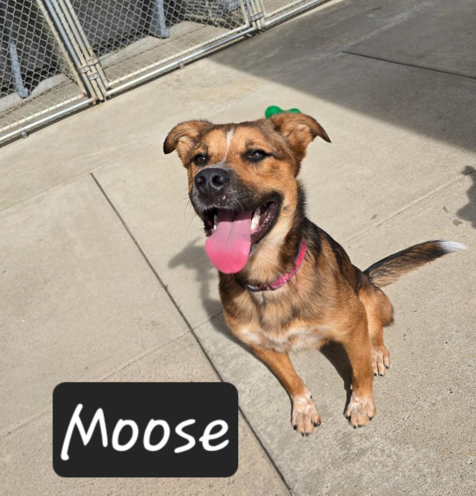 Enlarge Moose, a Adoptable mixed breed in Maumelle, AR image 2/6