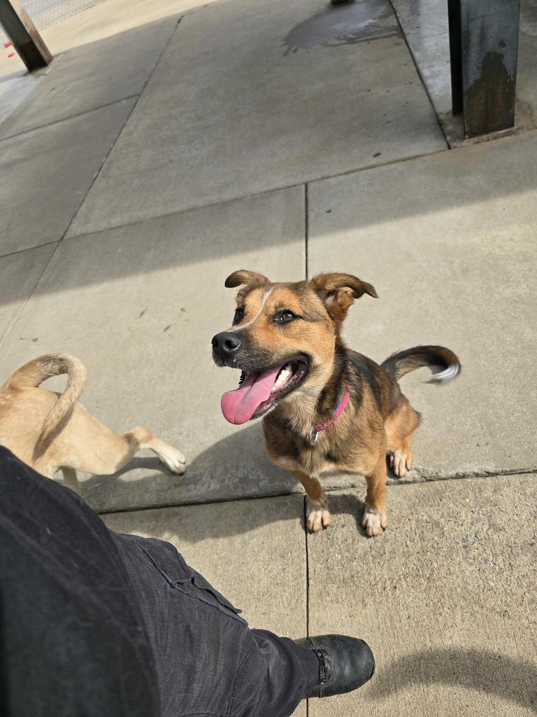 Enlarge Moose, a Adoptable mixed breed in Maumelle, AR image 3/6