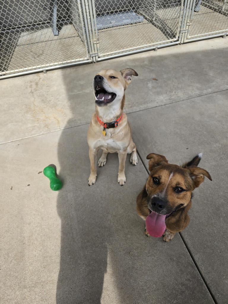 Enlarge Moose, a Adoptable mixed breed in Maumelle, AR image 4/6