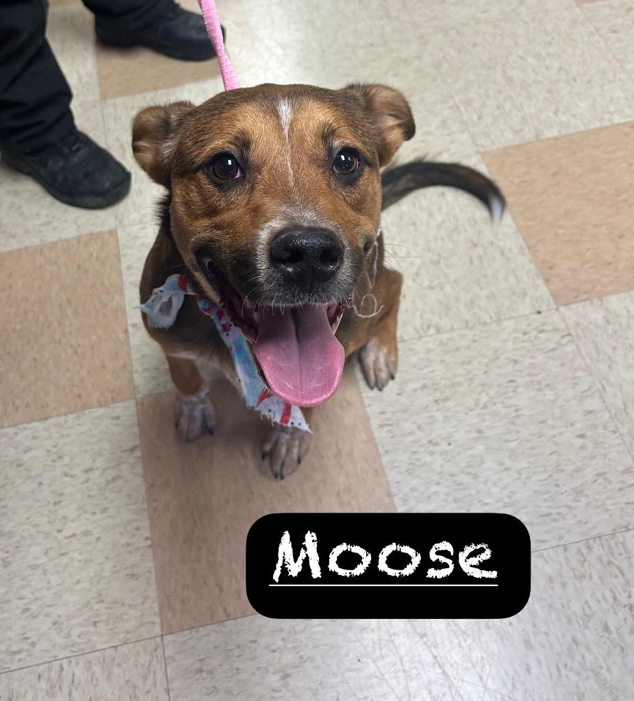 Enlarge Moose, a Adoptable mixed breed in Maumelle, AR image 5/6