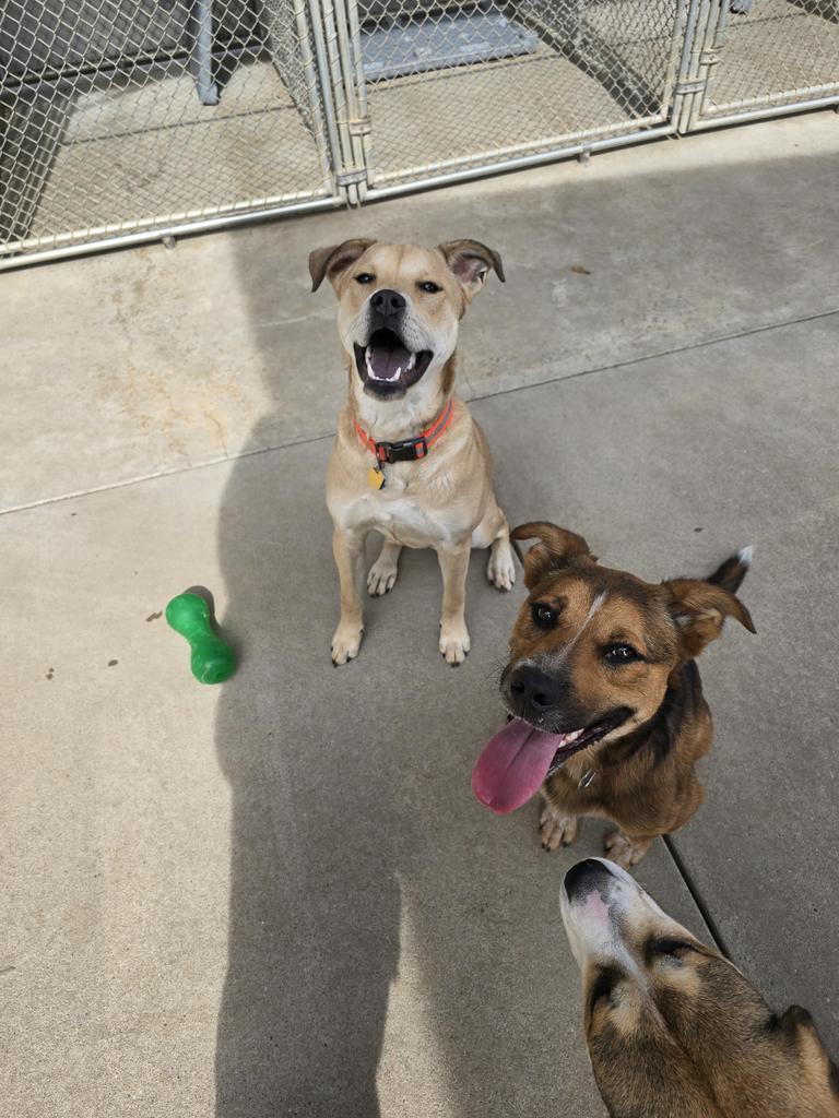 Enlarge Moose, a Adoptable mixed breed in Maumelle, AR image 6/6