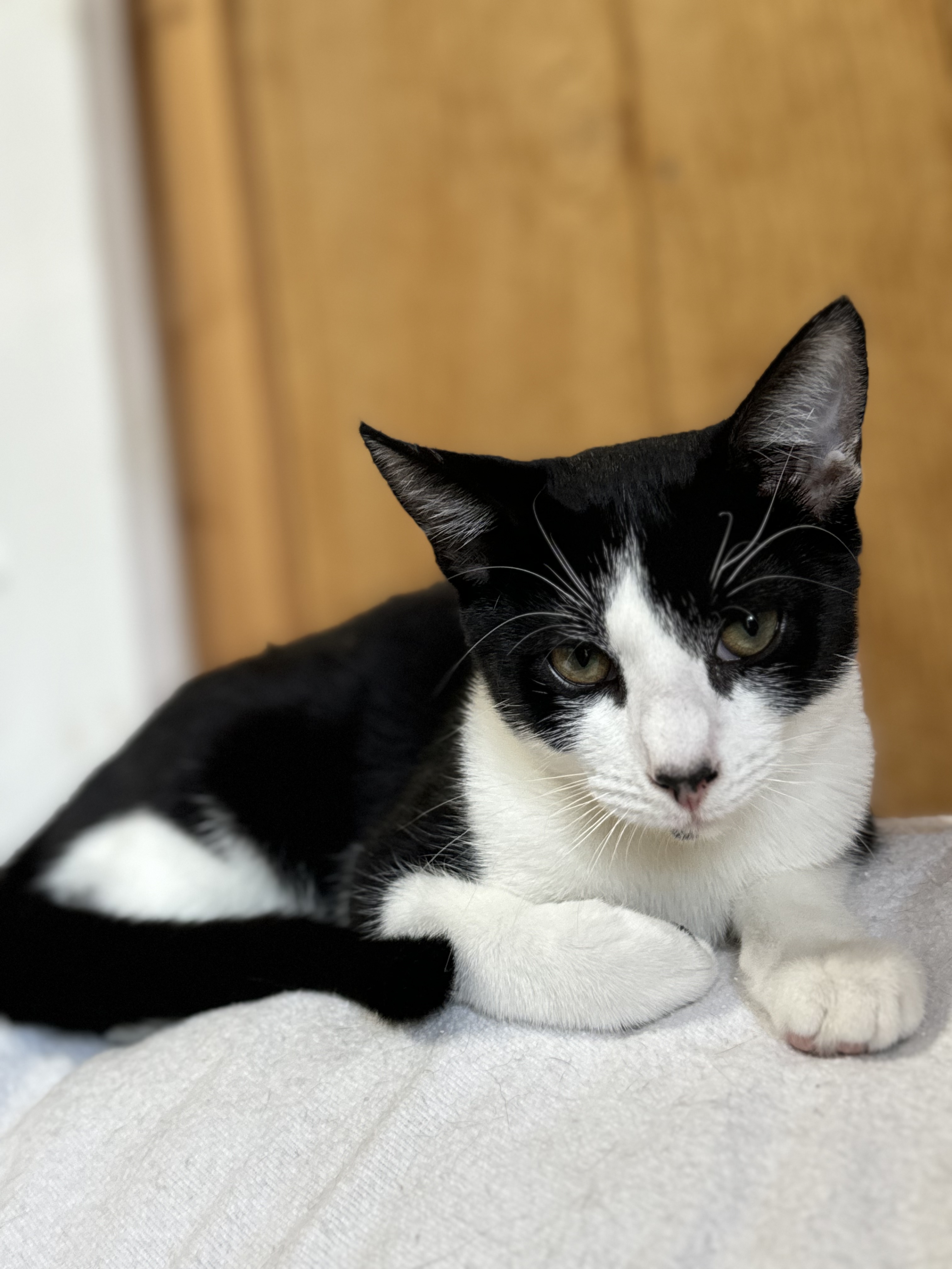 Sir Pip, a Adopted Domestic Short Hair in Crossville, TN image 1/4