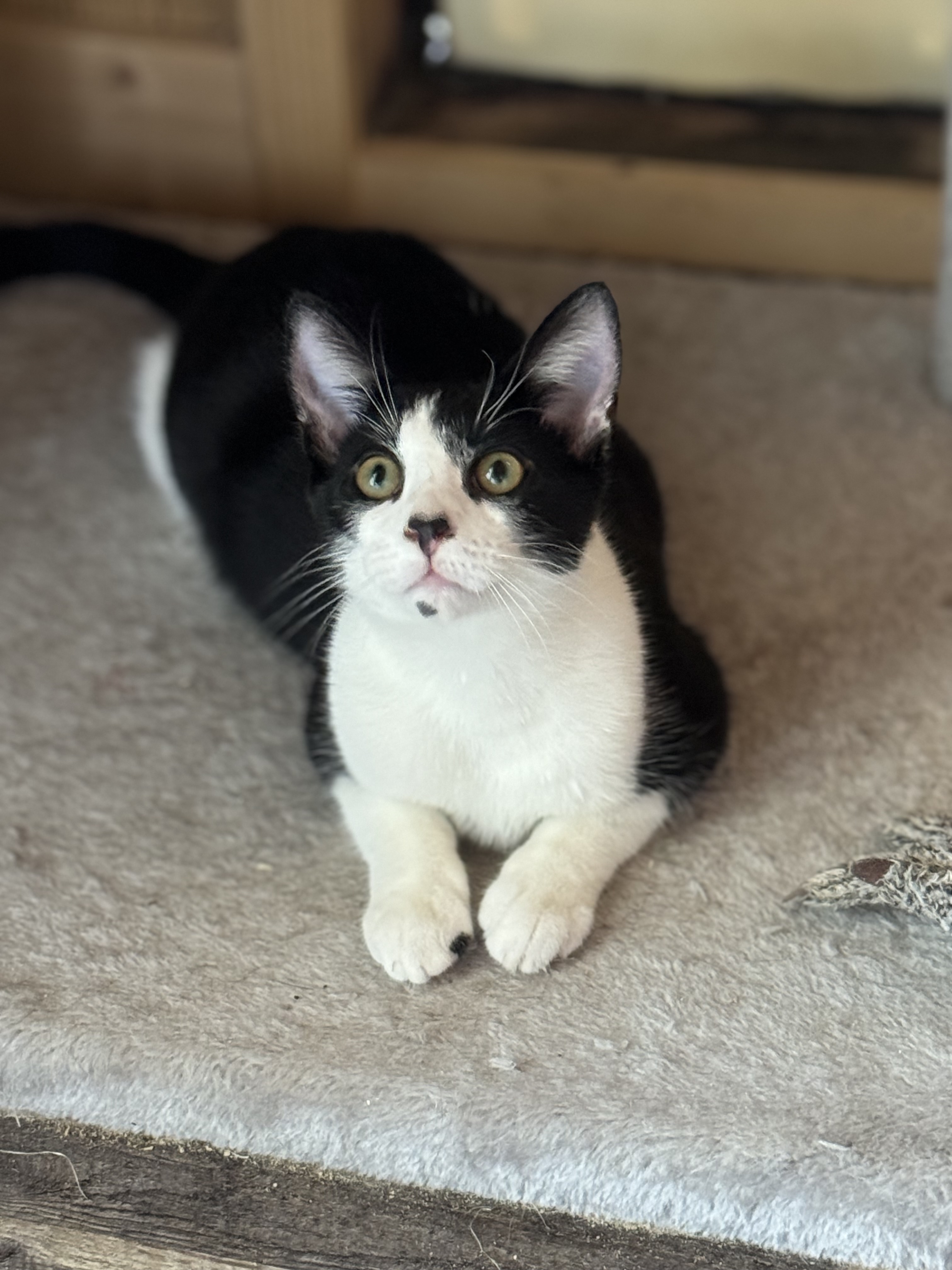 Sir Pip, a Adopted Domestic Short Hair in Crossville, TN image 2/4