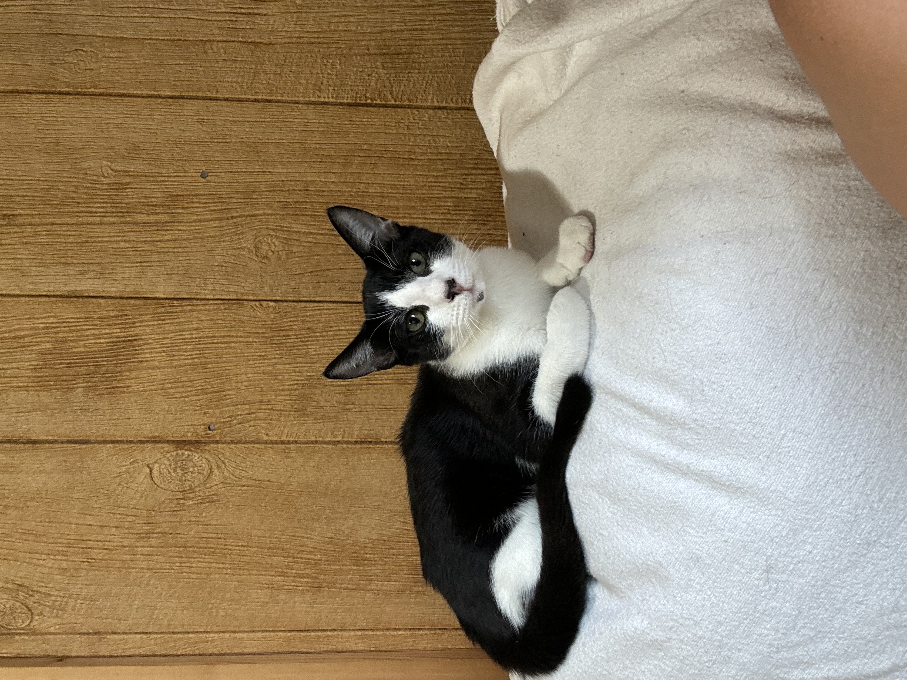 Sir Pip, a Adopted Domestic Short Hair in Crossville, TN image 3/4