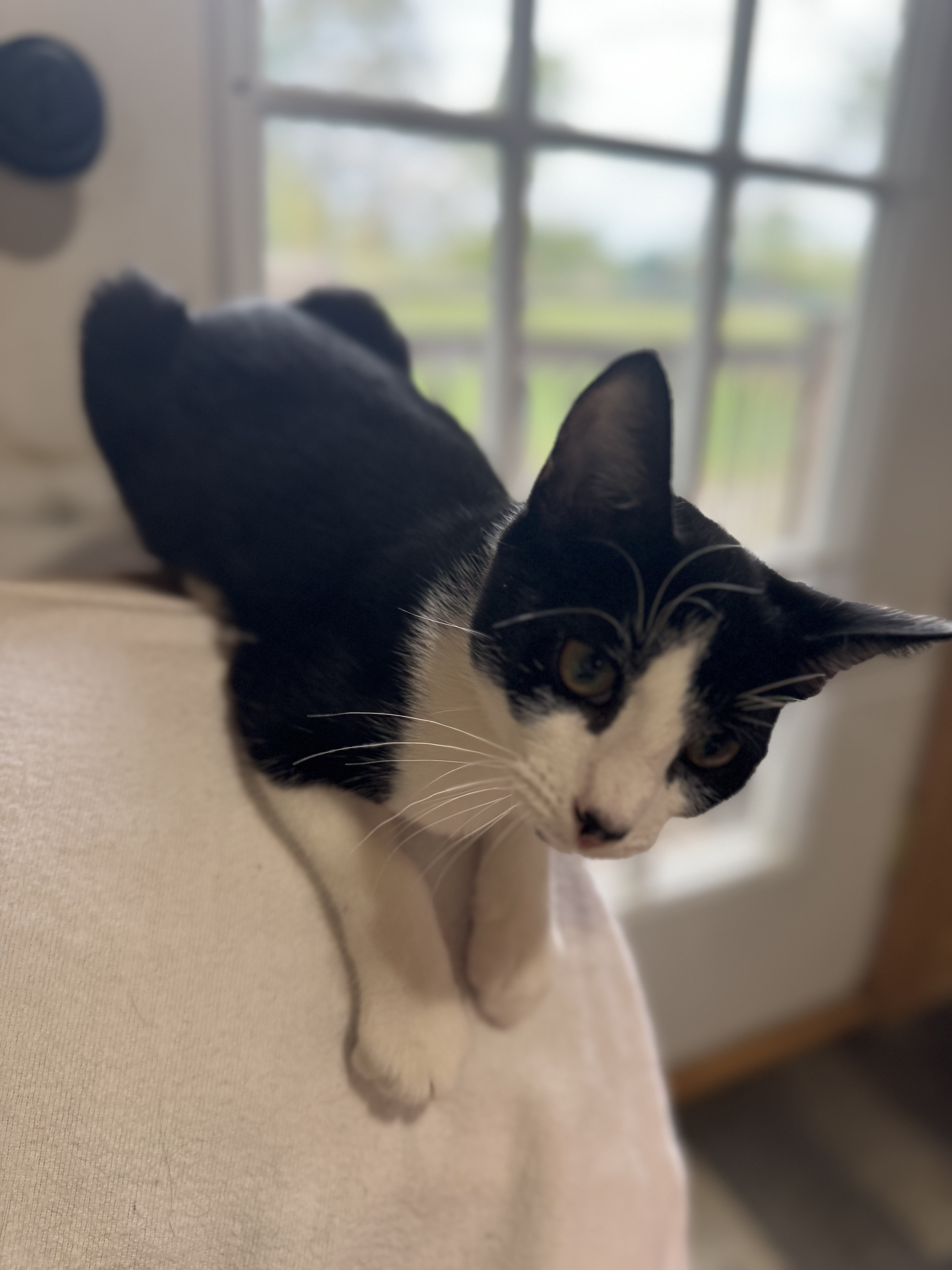 Sir Pip, a Adopted Domestic Short Hair in Crossville, TN image 4/4