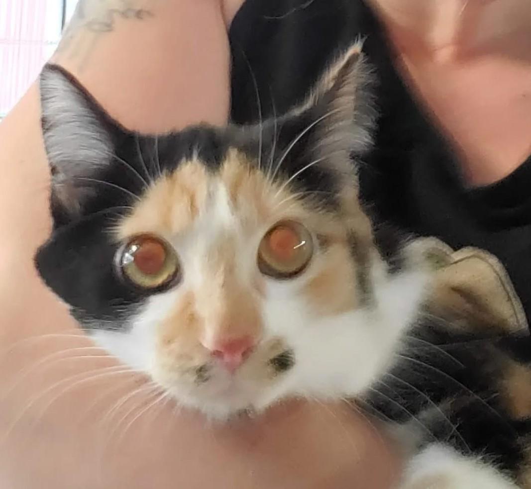 Della and Dani California