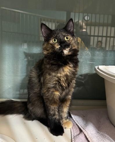 Della and Dani California