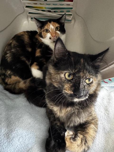 Della and Dani California