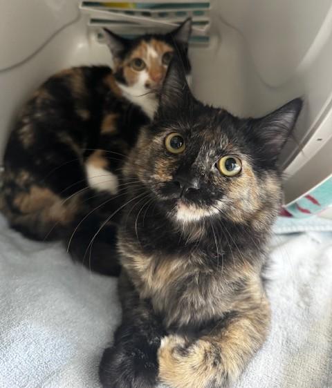 Della and Dani California