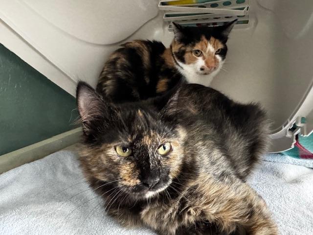 Della and Dani California