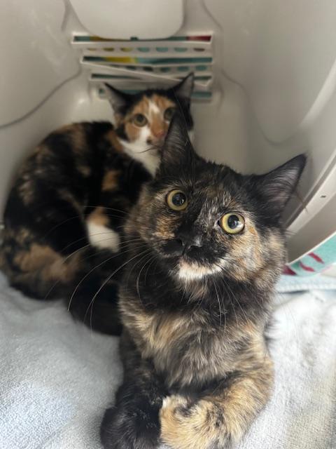 Della and Dani California