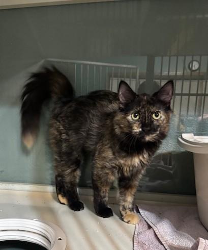 Della and Dani California