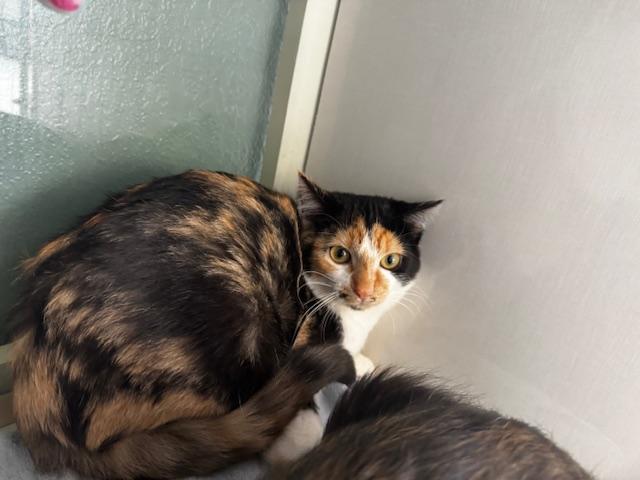 Della and Dani California