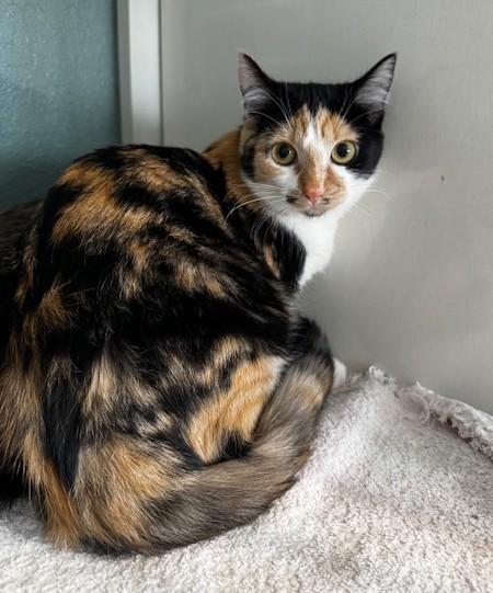 Della and Dani California