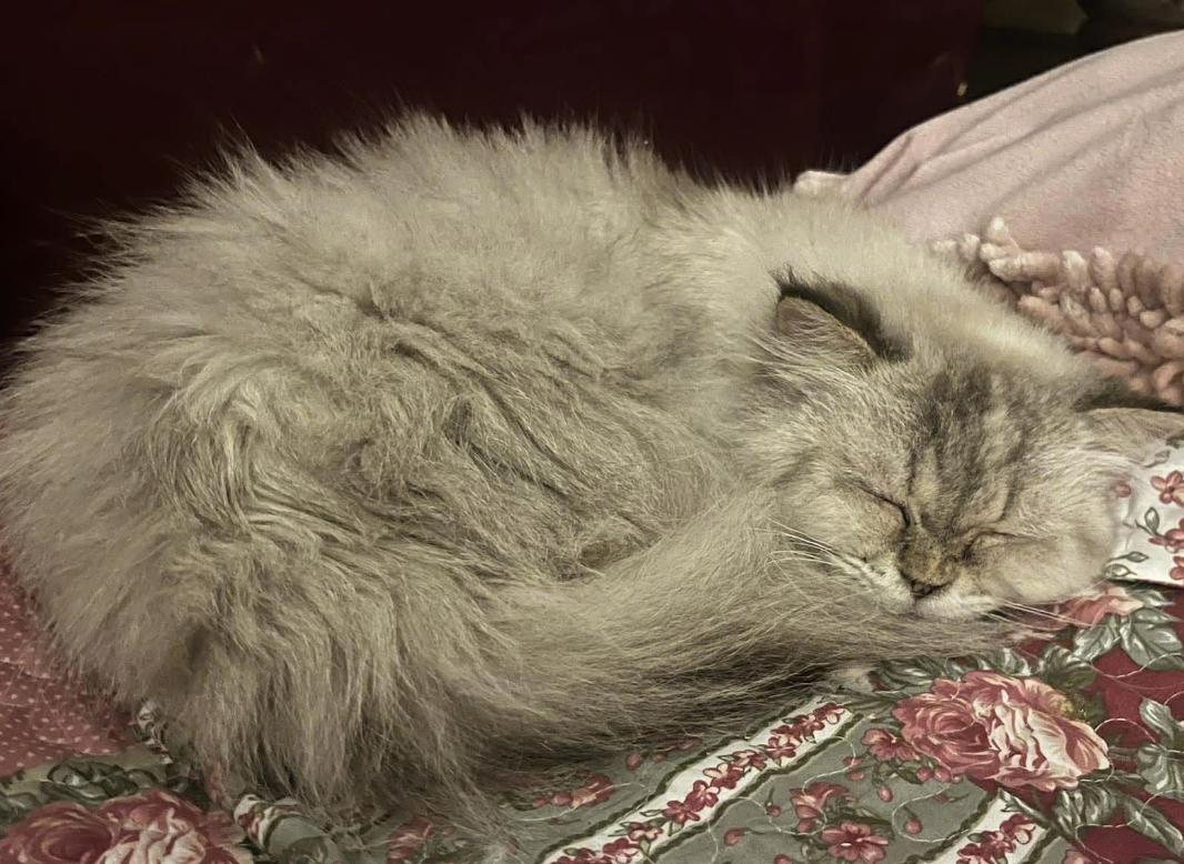 Enlarge Luna, a ADOPTABLE Ragdoll in Ennis, TX image 2/3