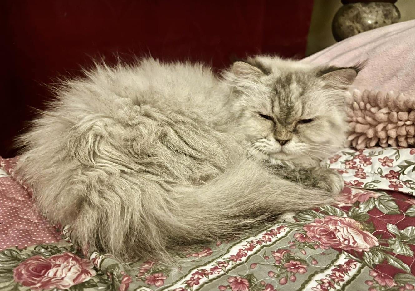 Enlarge Luna, a ADOPTABLE Ragdoll in Ennis, TX image 1/3