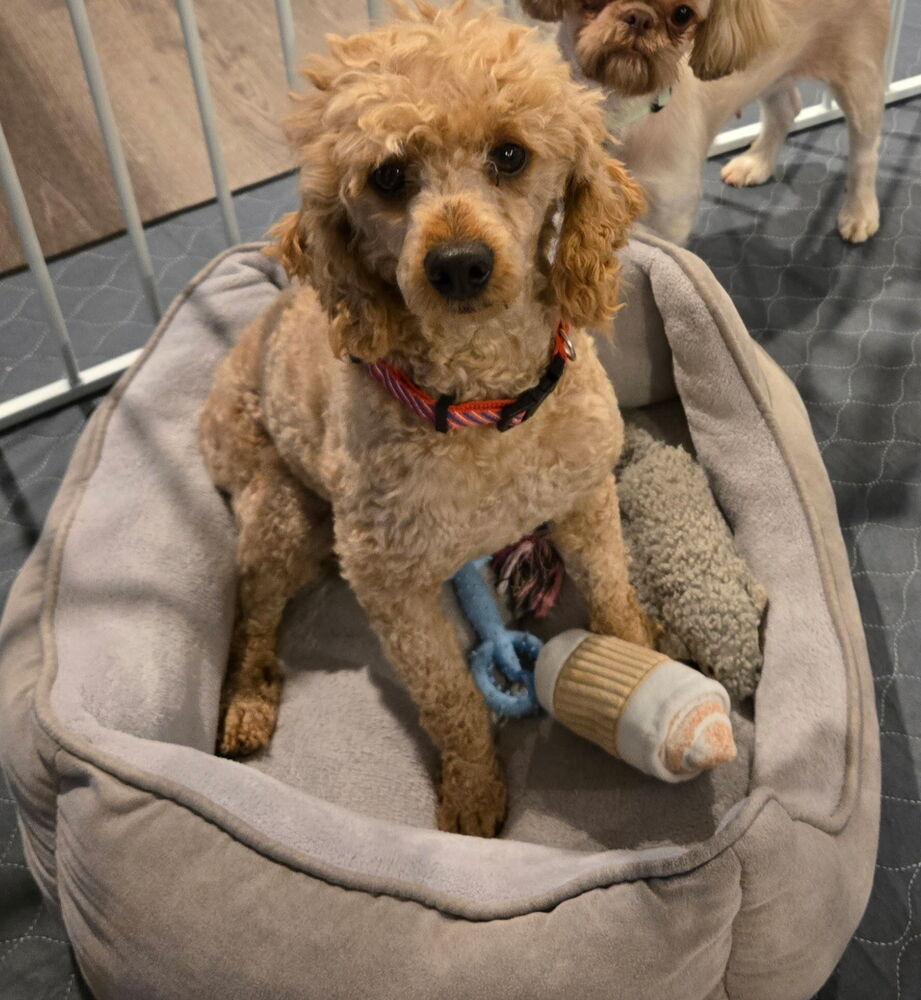 Poodle Miniature -Rusty, Adoptable, Young Male Poodle.
