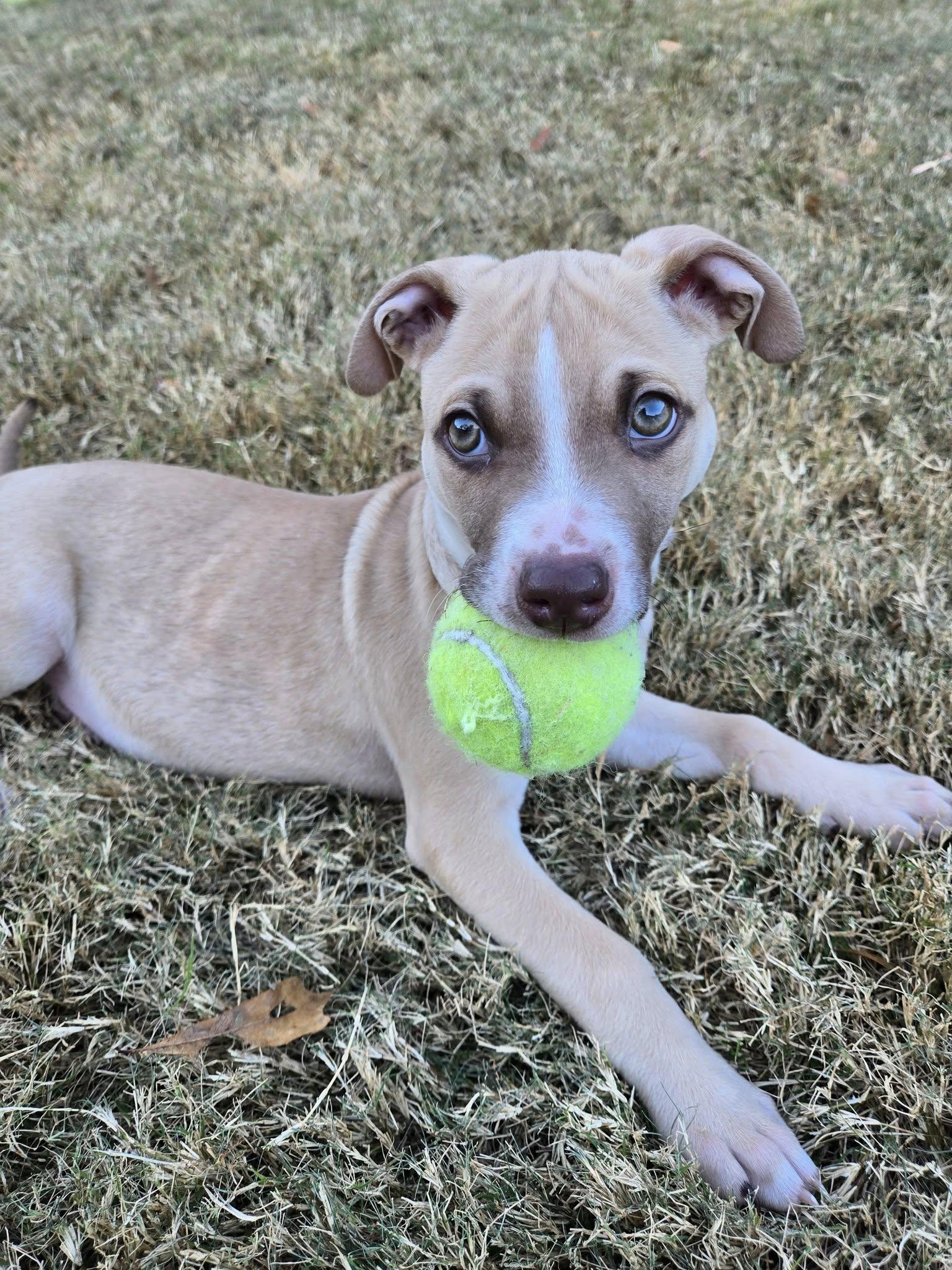 Caramel, Adopted, Young Female Terrier.