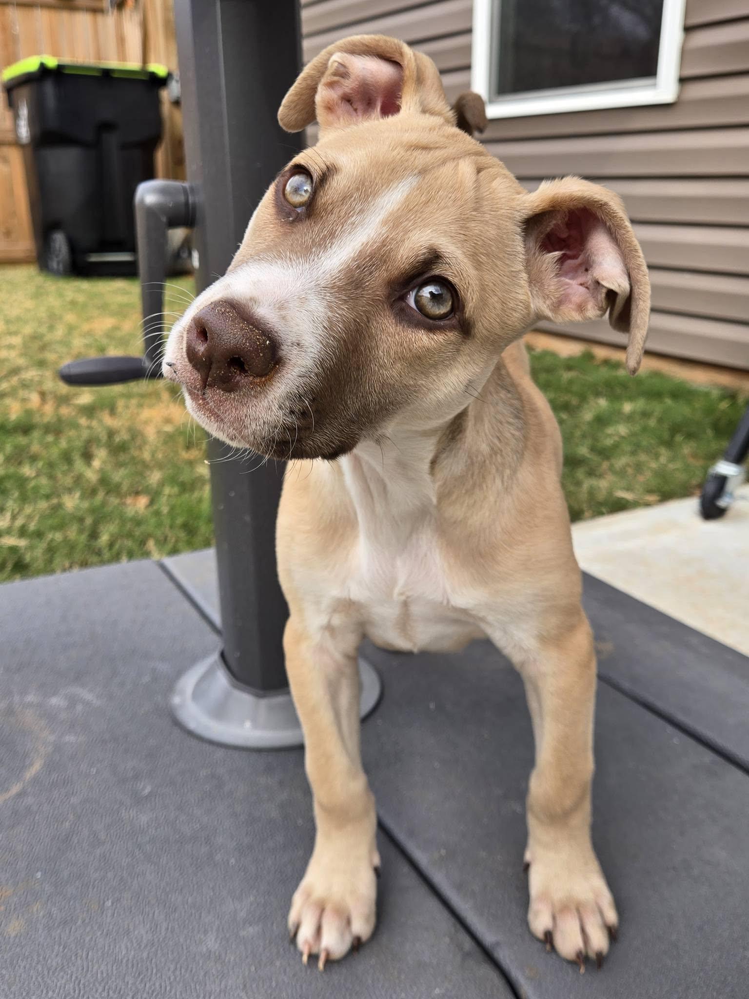 Enlarge Caramel, a Adopted Terrier in Greenville, SC image 2/3