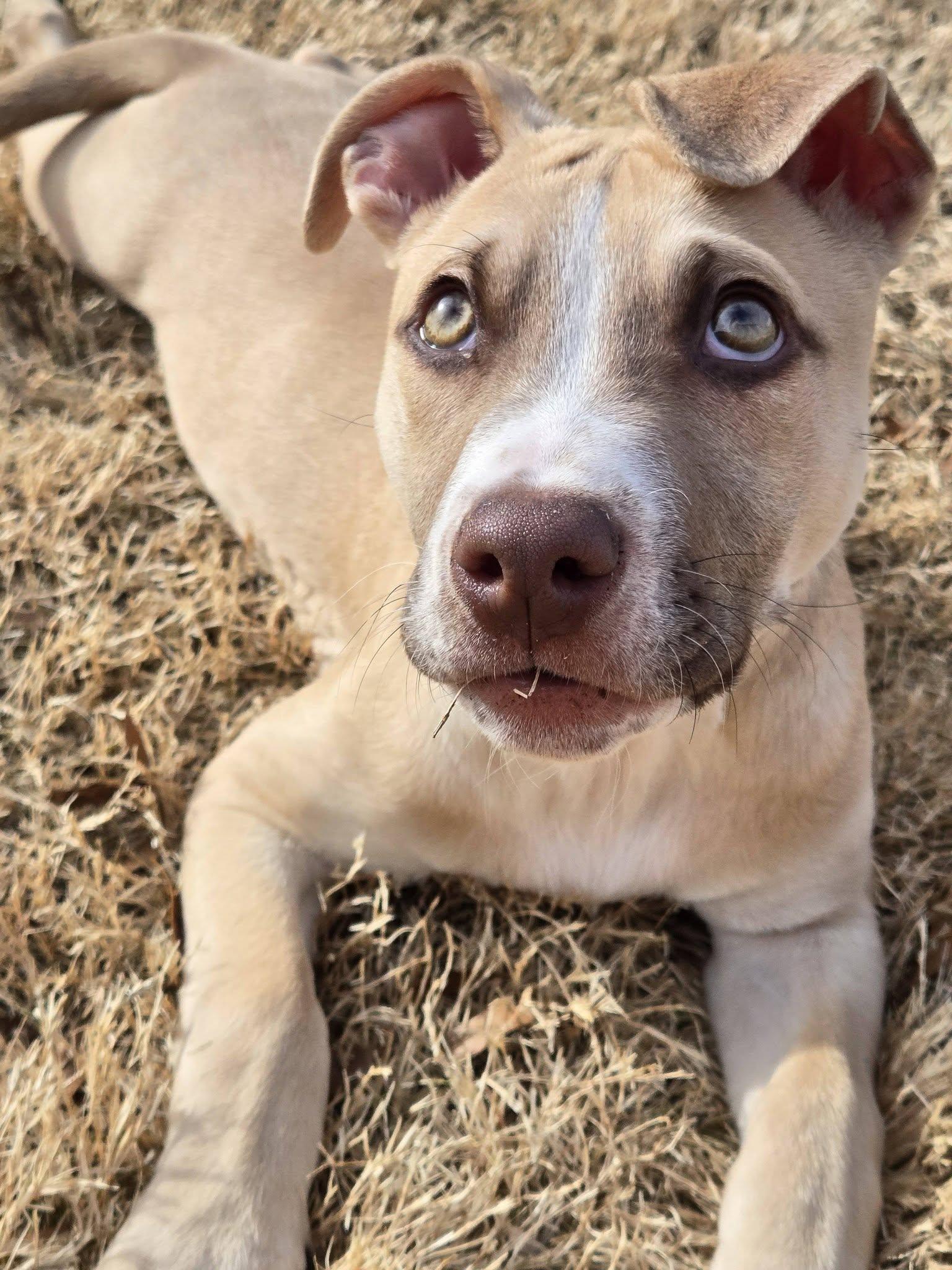 Enlarge Caramel, a Adopted Terrier in Greenville, SC image 3/3