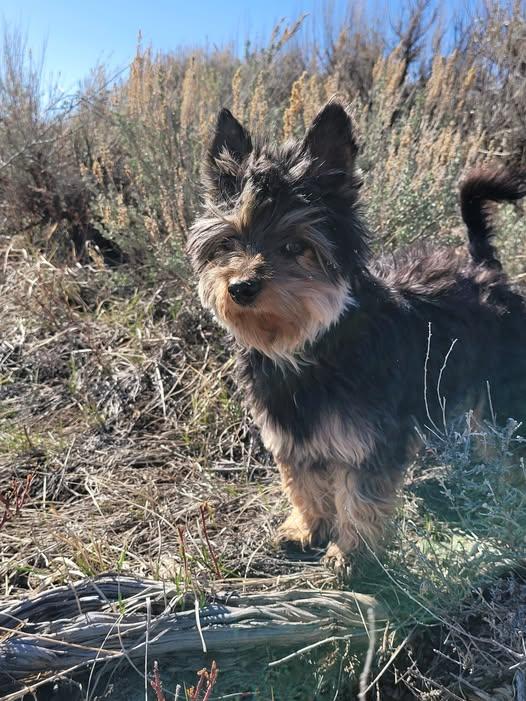 Enlarge Scottie, a Adopted mixed breed in Sheridan, WY image 4/4