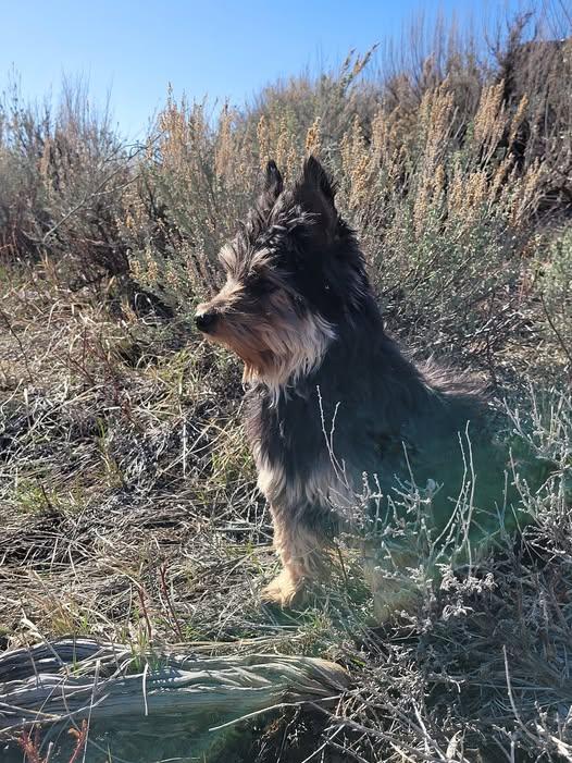 Scottie, Adopted, Adult Male Miniature Schnauzer & Miniature Poodle.