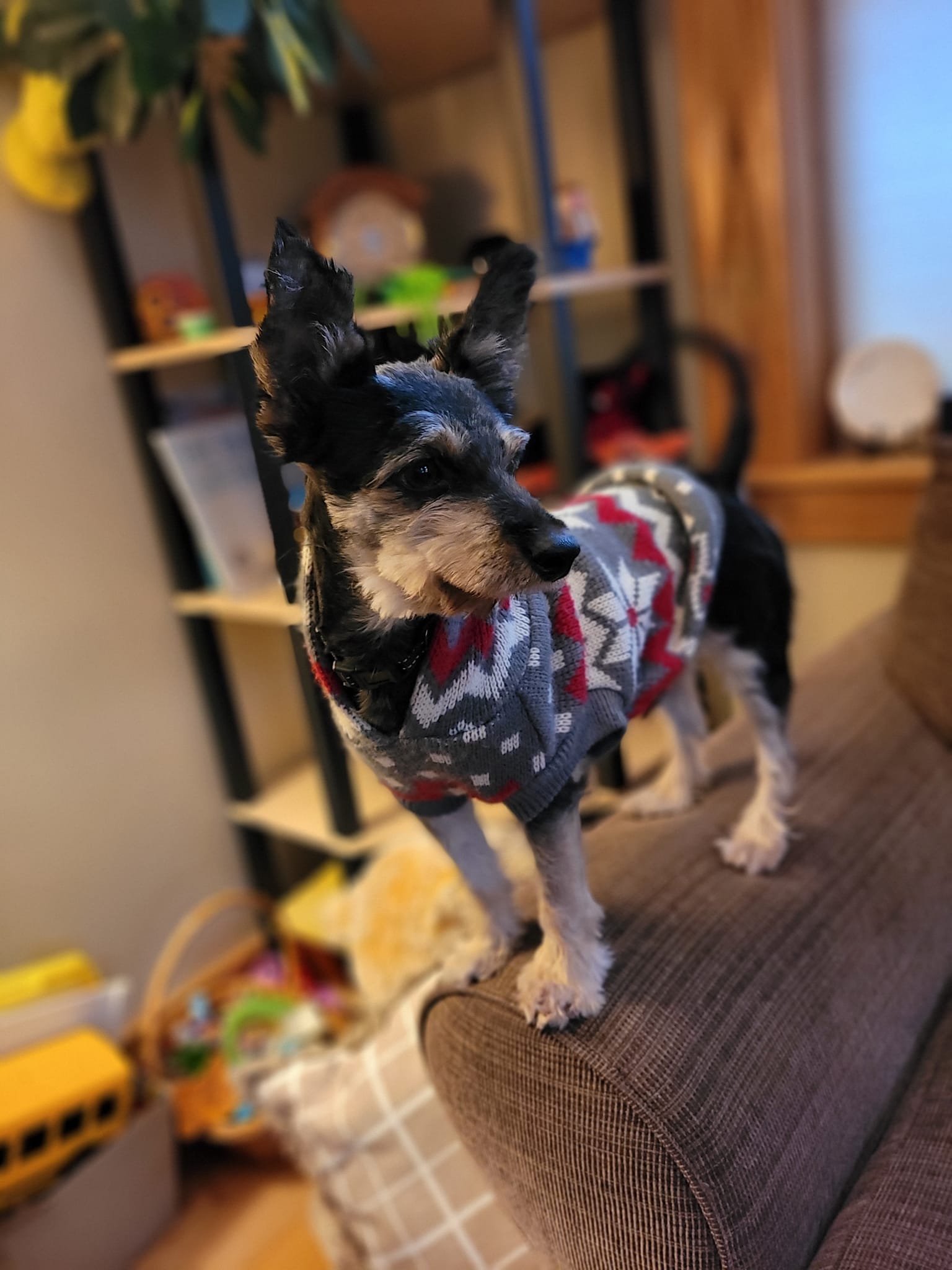 Enlarge Scottie, a Adopted mixed breed in Sheridan, WY image 3/4