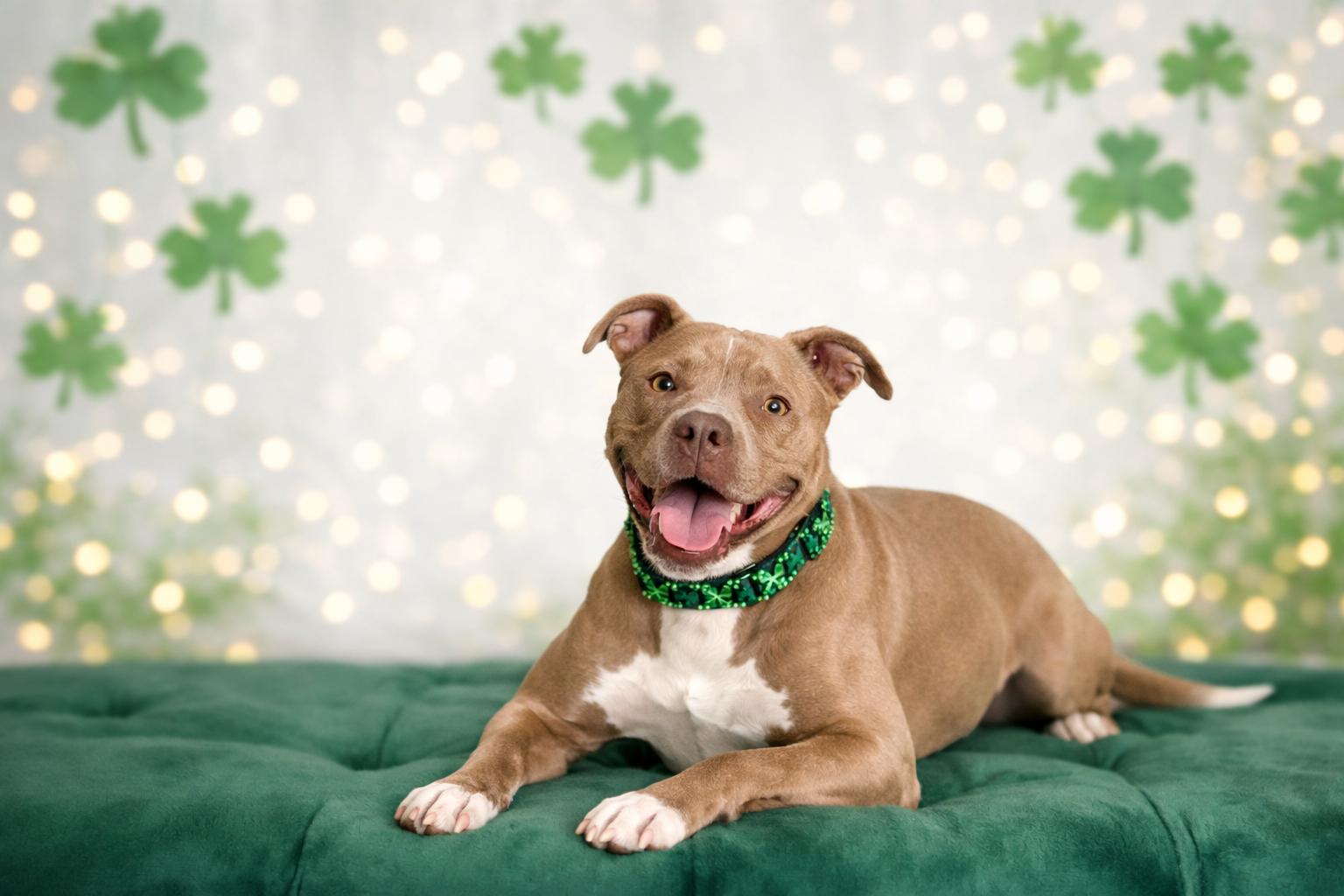Enlarge Shelby, a Adoptable mixed breed in Sioux Falls, SD image 3/6