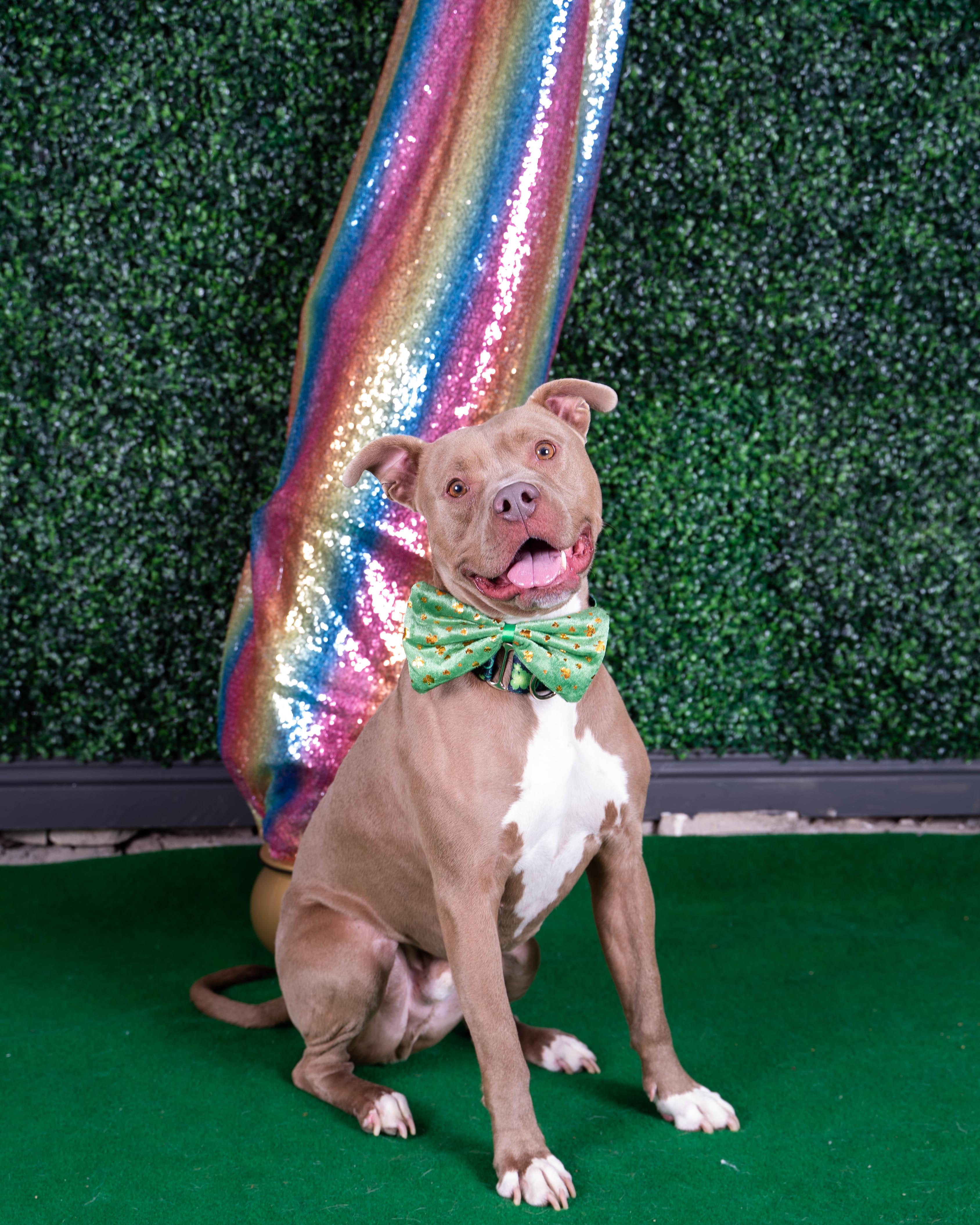 Enlarge Shelby, a Adoptable mixed breed in Sioux Falls, SD image 6/6