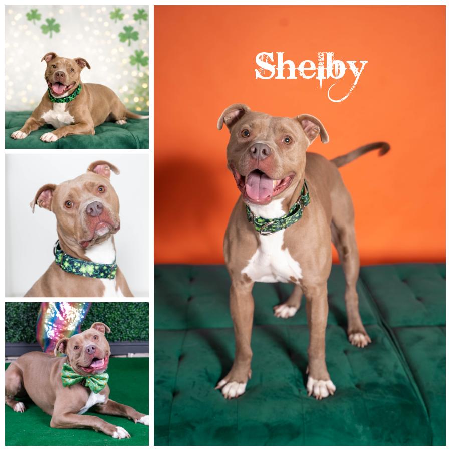 Shelby, Adoptable, Young Male Terrier.