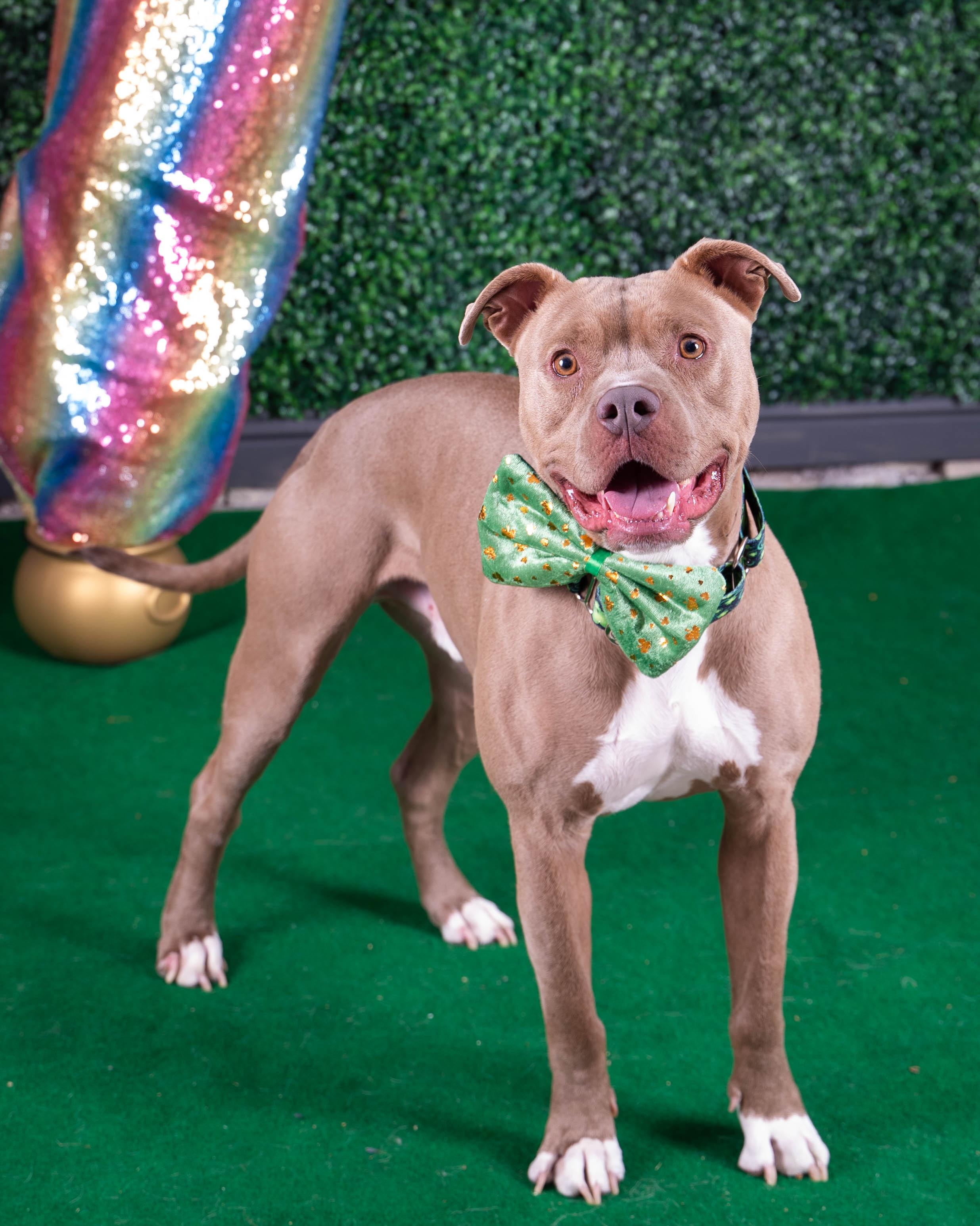 Enlarge Shelby, a Adoptable mixed breed in Sioux Falls, SD image 4/6