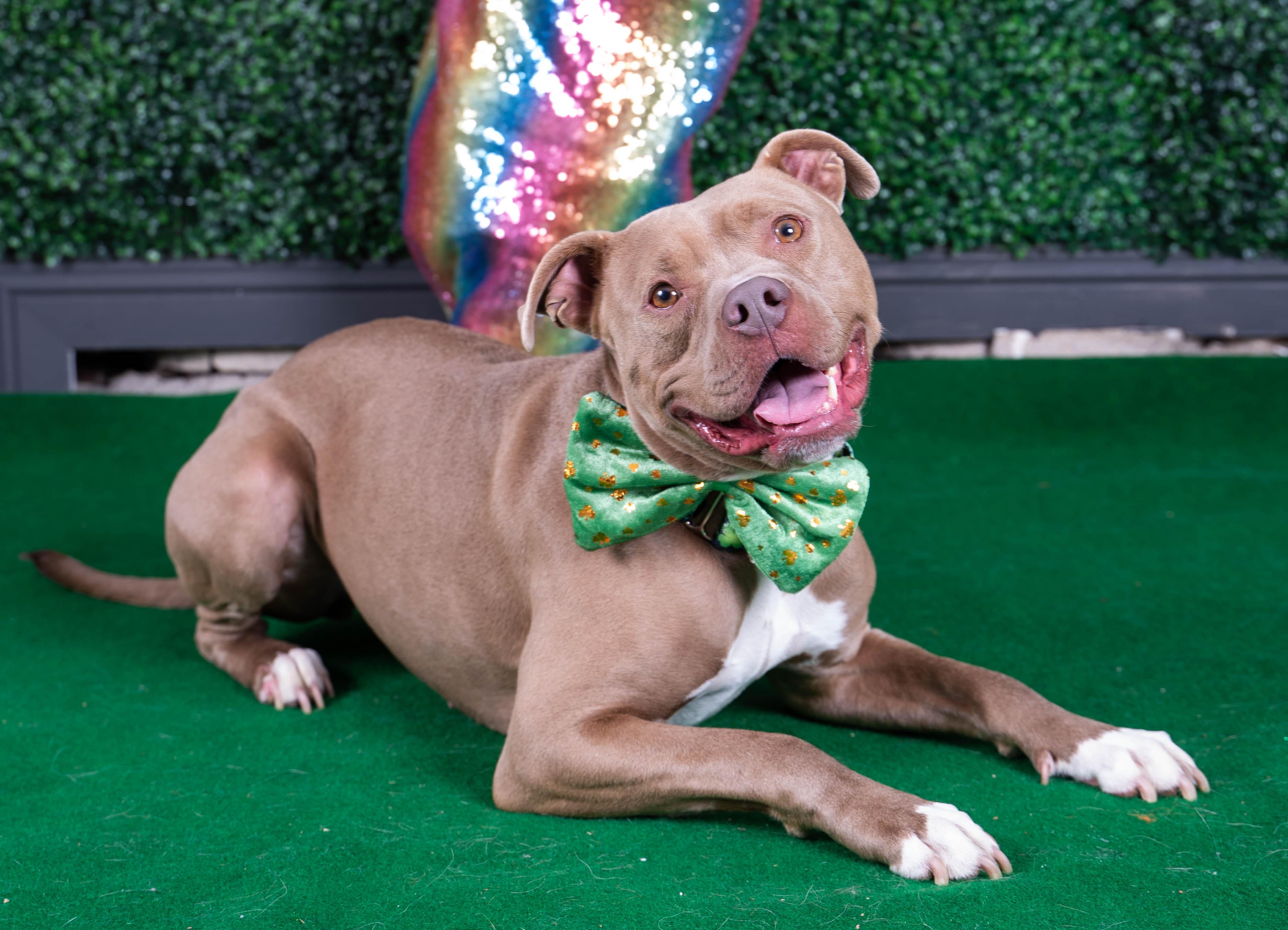 Enlarge Shelby, a Adoptable mixed breed in Sioux Falls, SD image 2/6