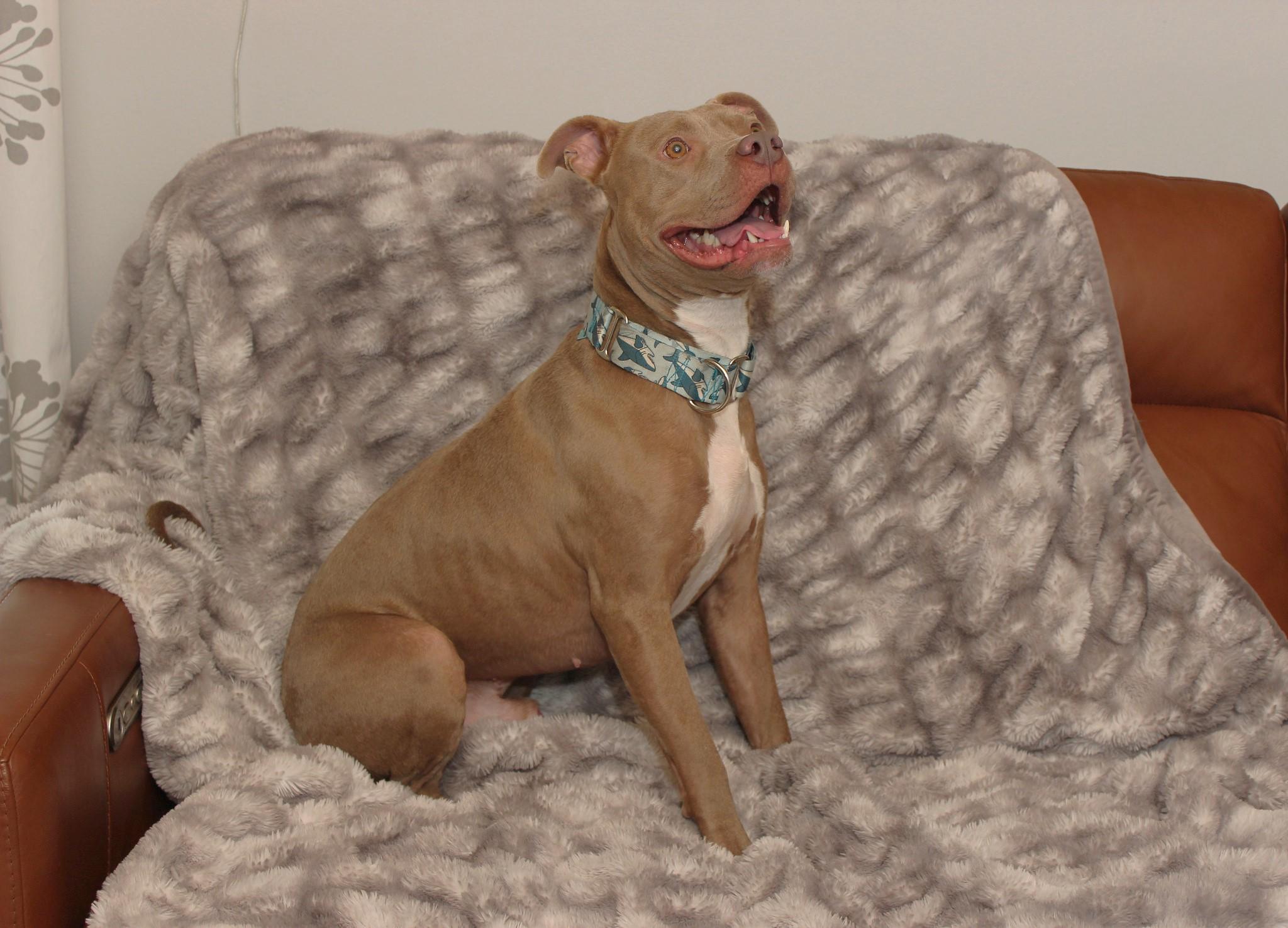 Shelby, a Adoptable mixed breed in Sioux Falls, SD image 2/6