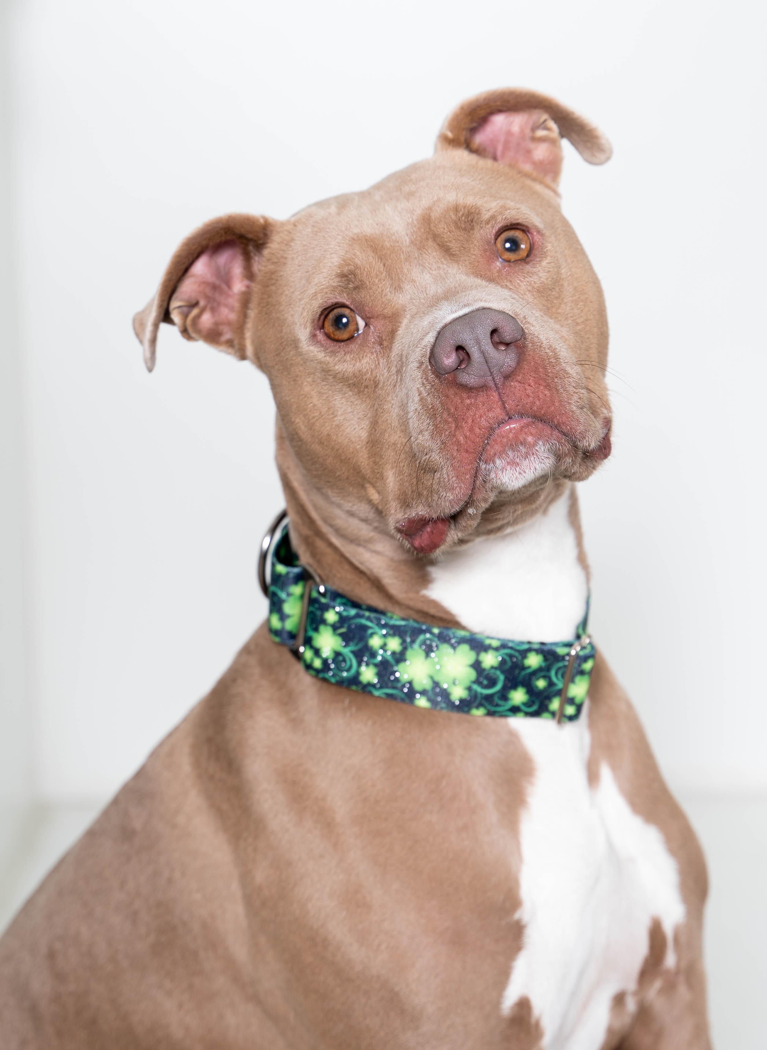Enlarge Shelby, a Adoptable mixed breed in Sioux Falls, SD image 5/6