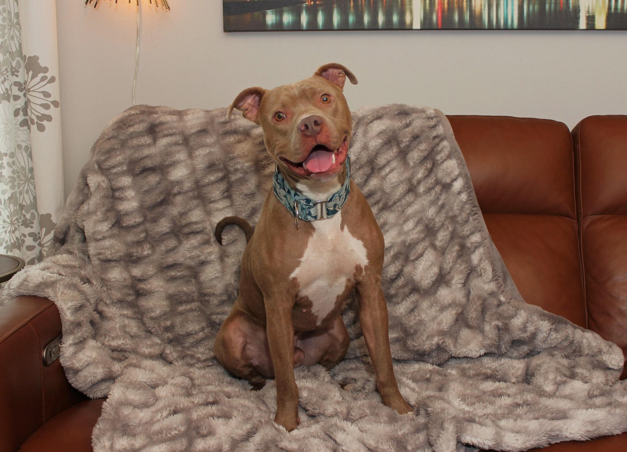 Shelby, a Adoptable mixed breed in Sioux Falls, SD image 3/6