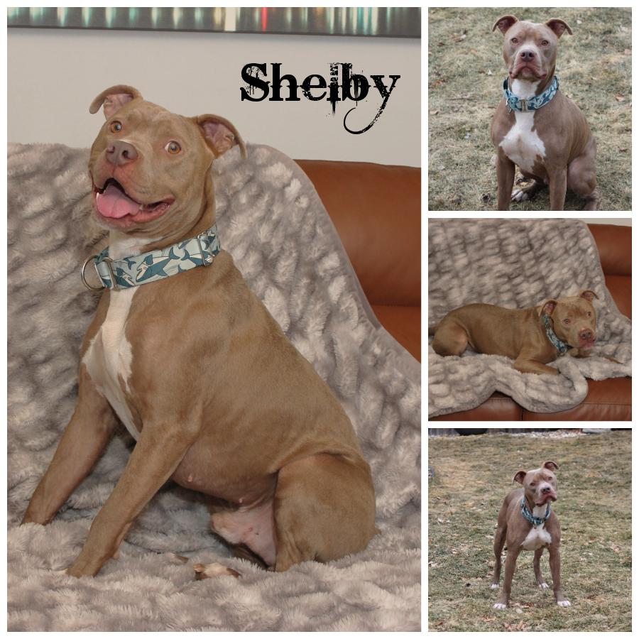 Shelby, a Adoptable mixed breed in Sioux Falls, SD image 4/6