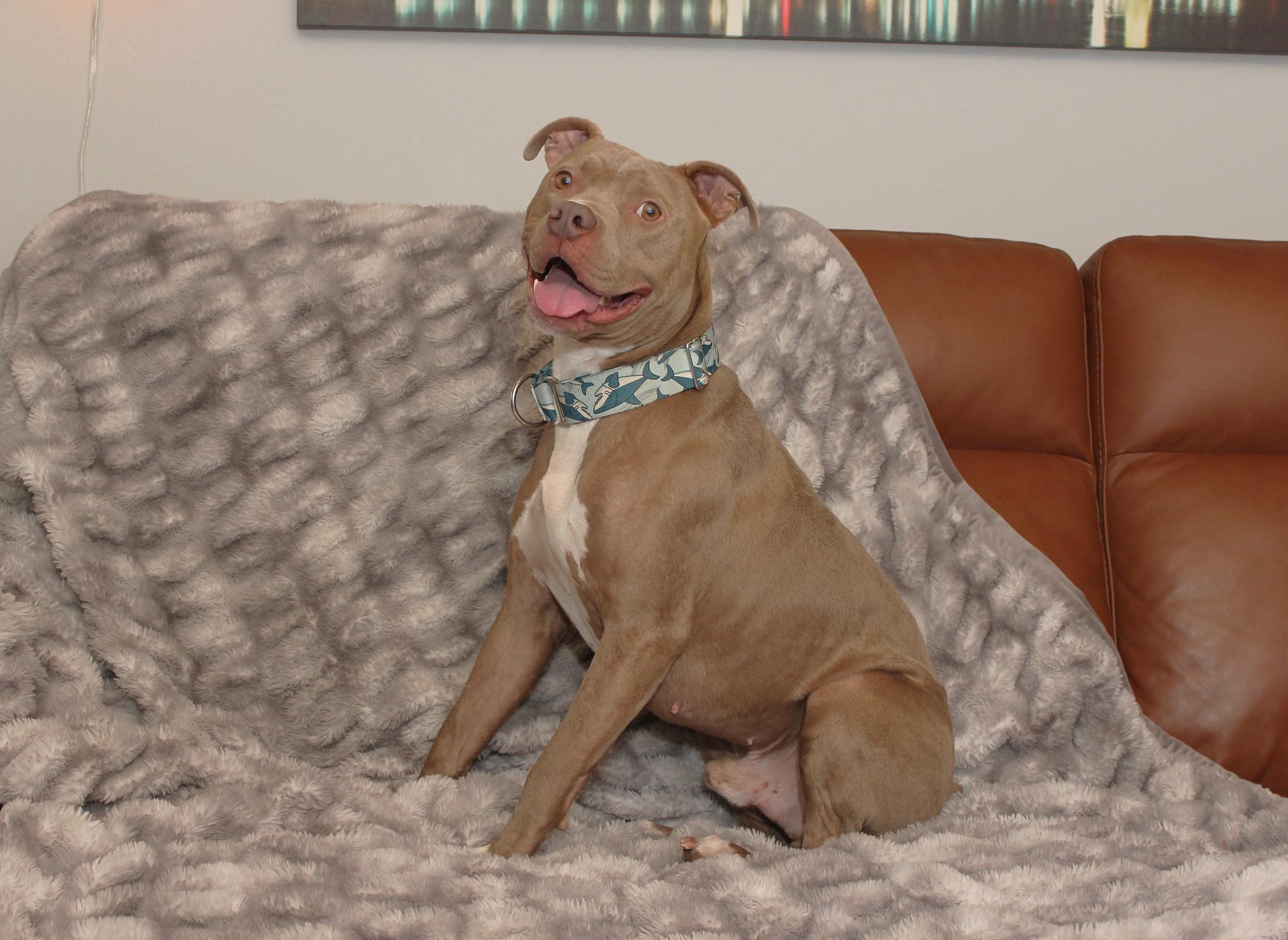 Shelby, a Adoptable mixed breed in Sioux Falls, SD image 5/6